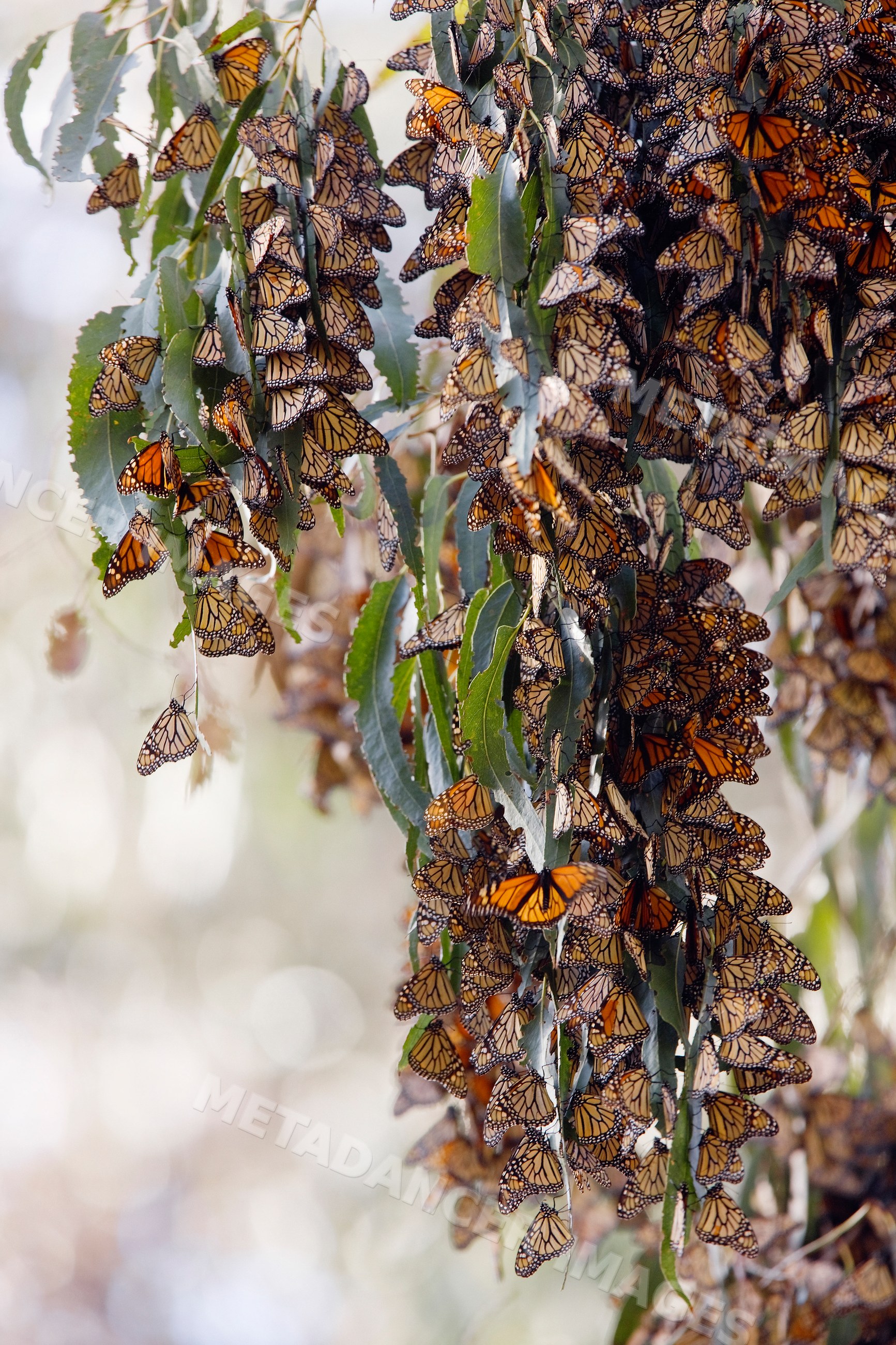 Monarch butterflies clustering on tree leaves