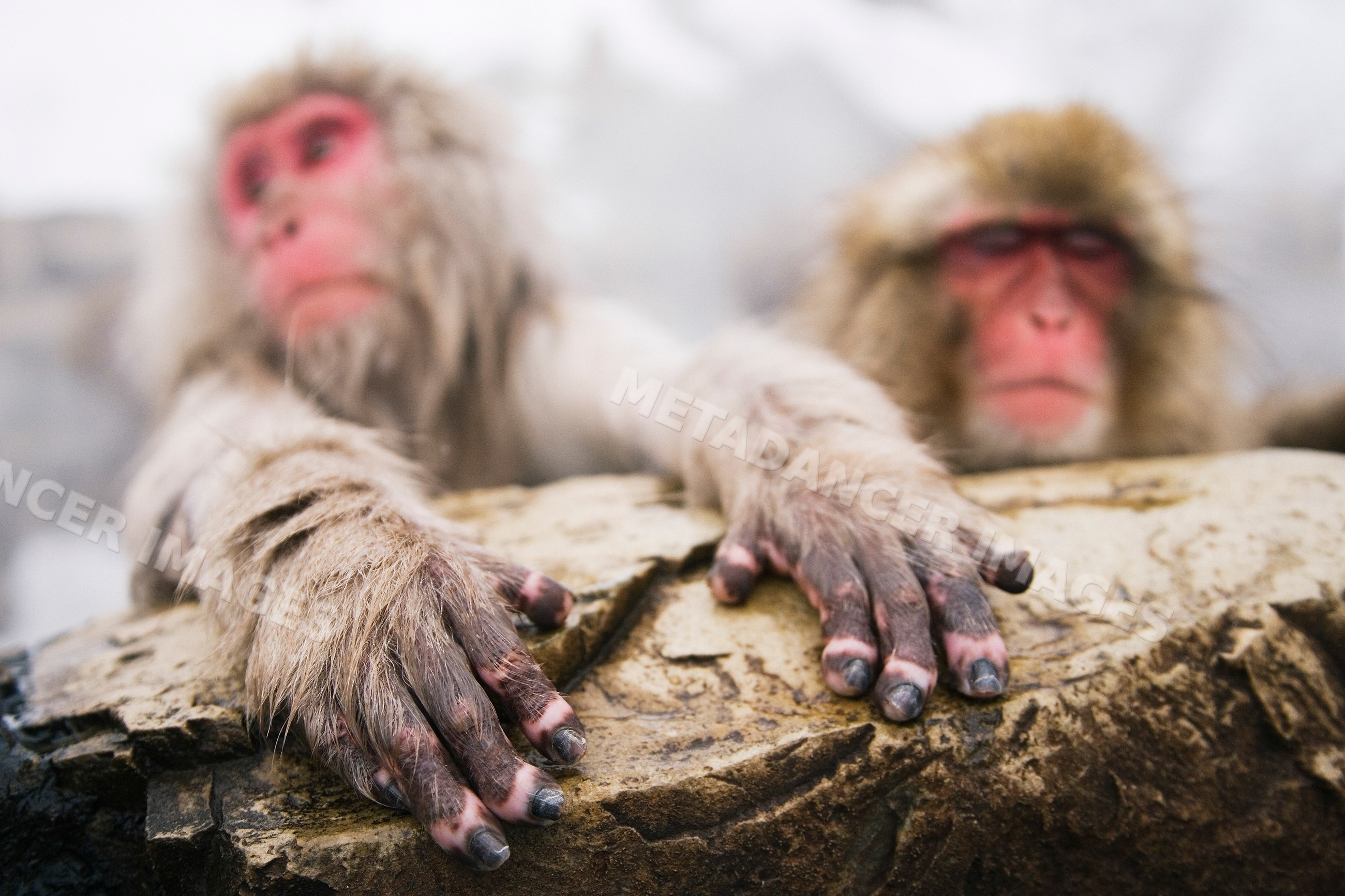 Two Japanese macaques resting on rocks in snowy Japan