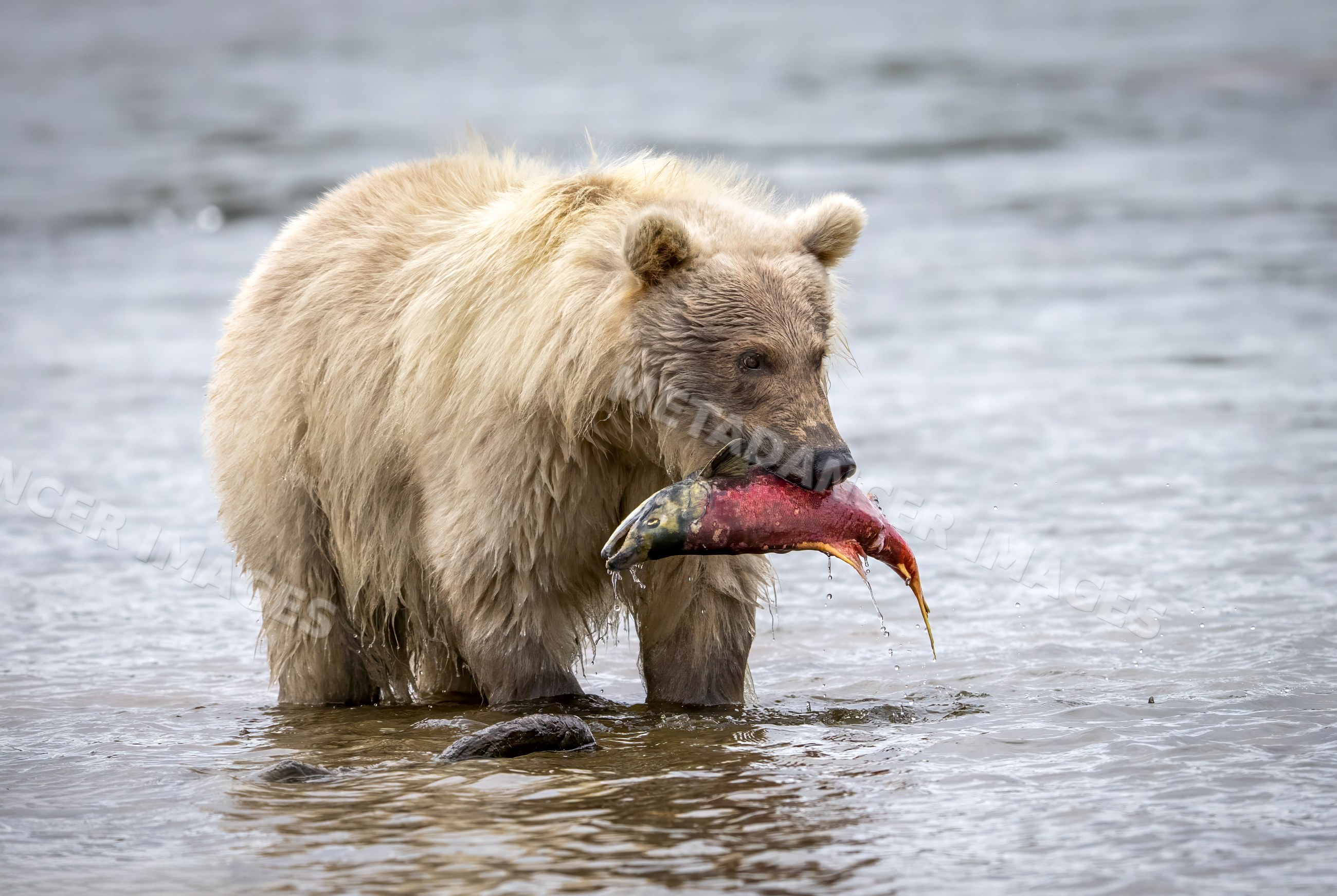 Alaskan Brown bear catching salmon in a river in Katmai National Park, Alaska