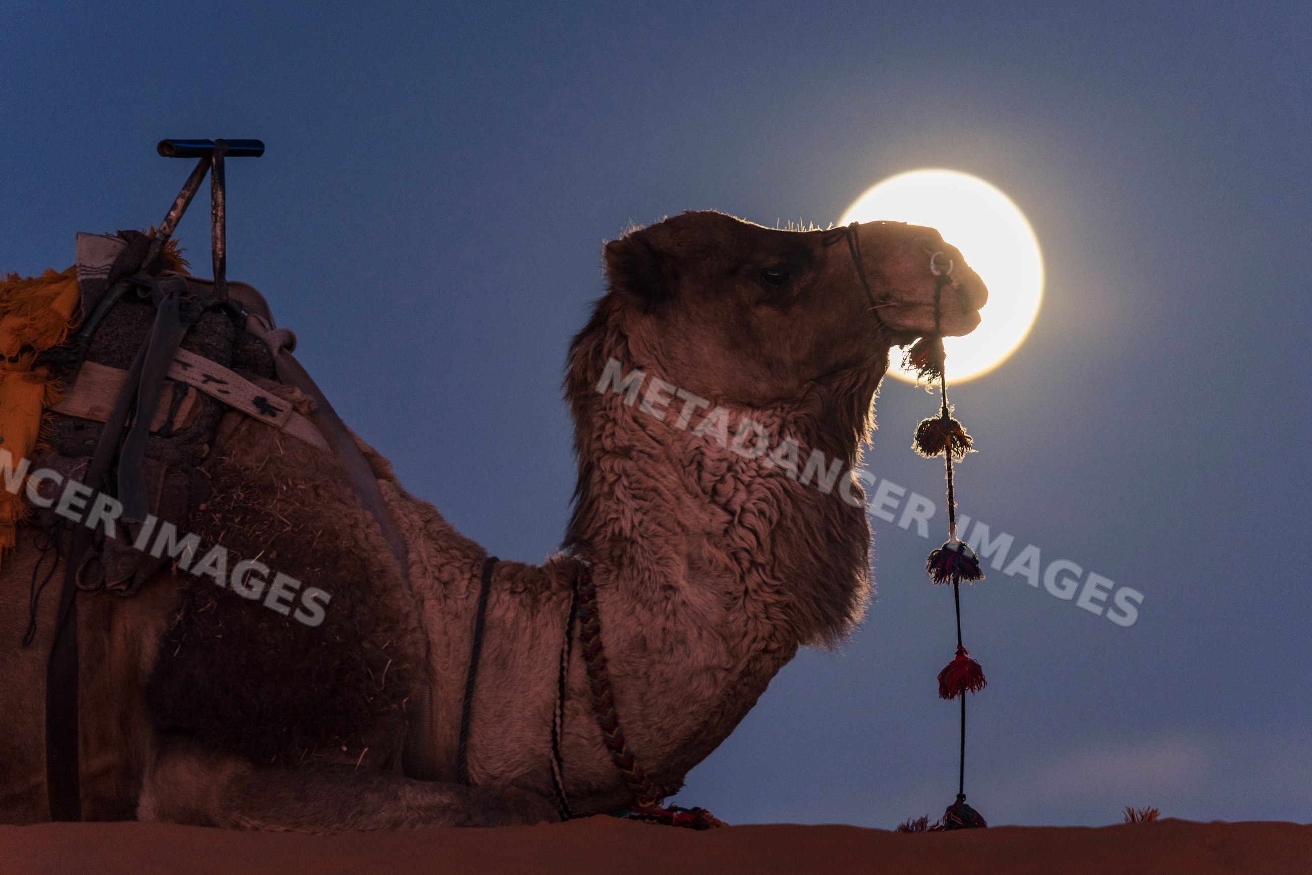 Camel resting on desert dunes at Moonrise in Merzouga Morocco