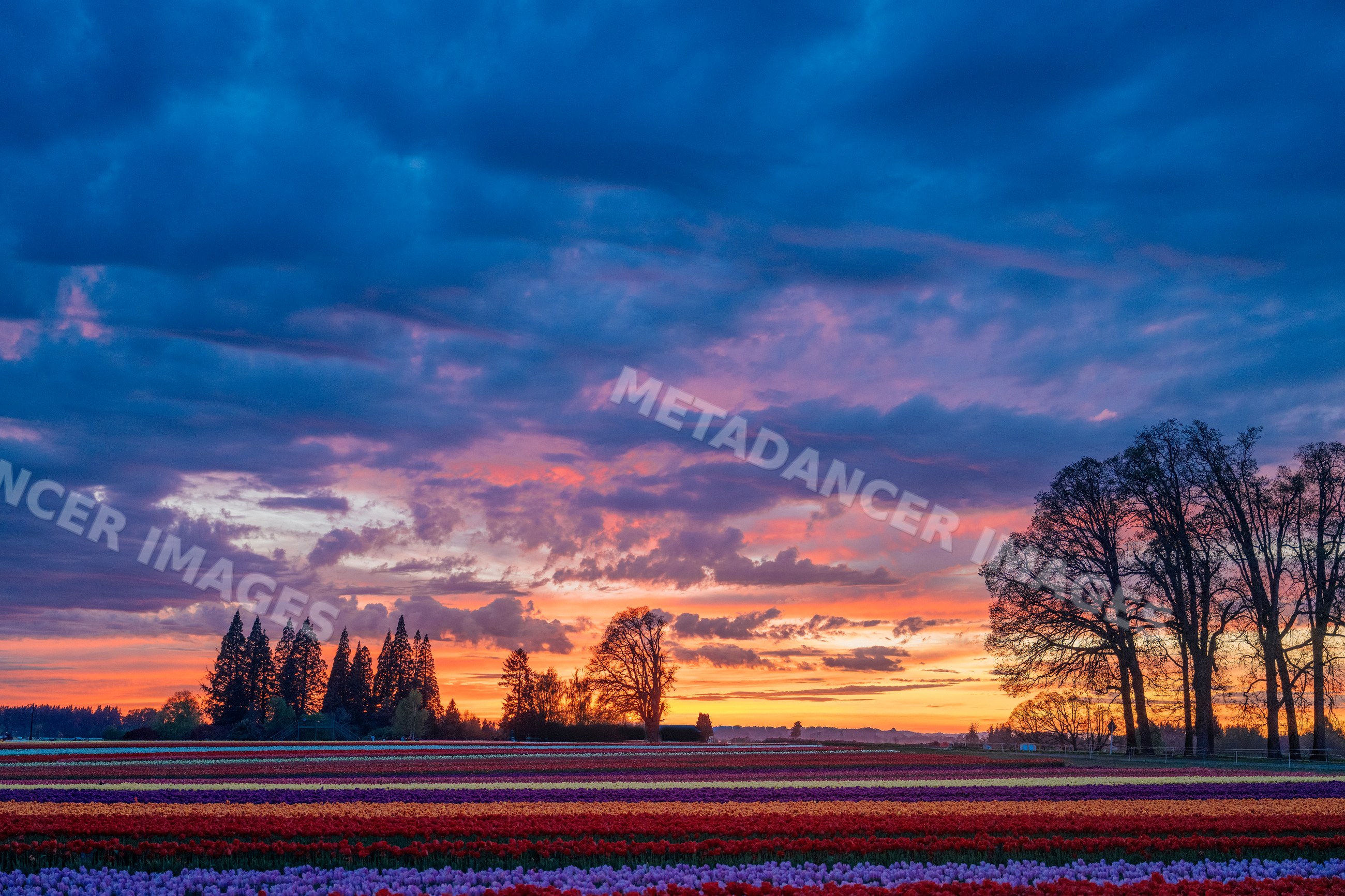 Tulip field at sunset with silhouetted trees