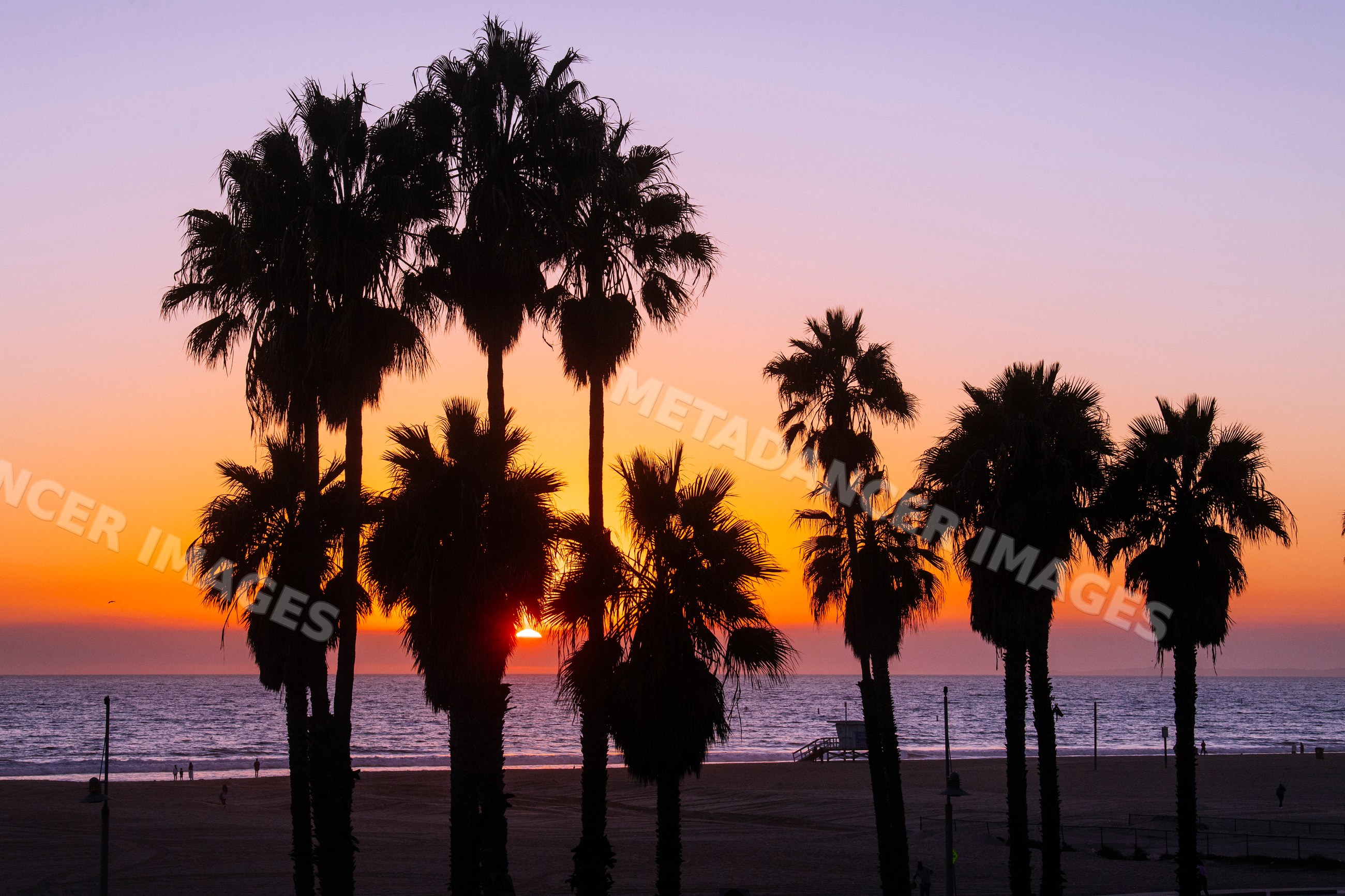 Palm trees silhouetted at sunset over Santa Monica beach ocean