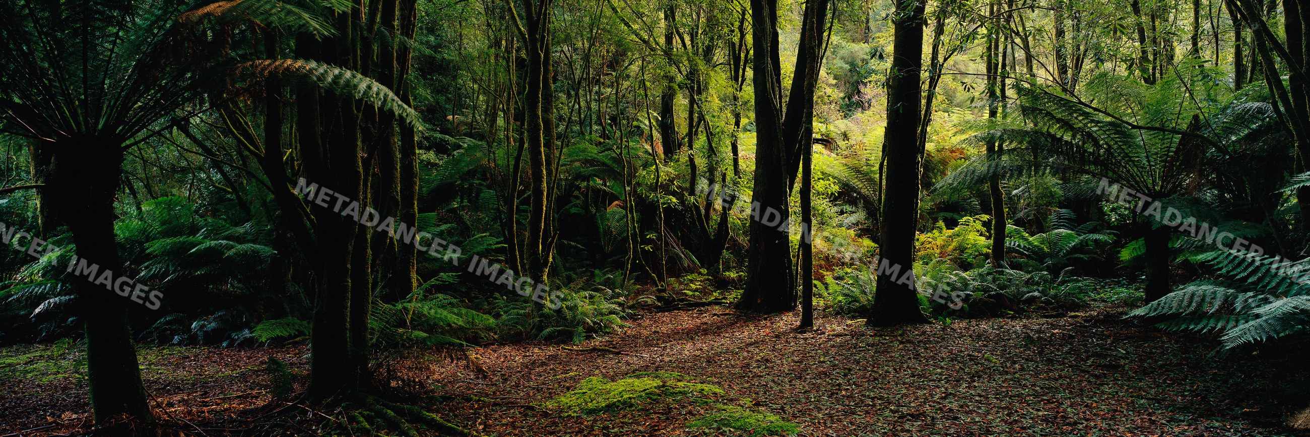 Temperate forest in otway national park, victoria, australia
