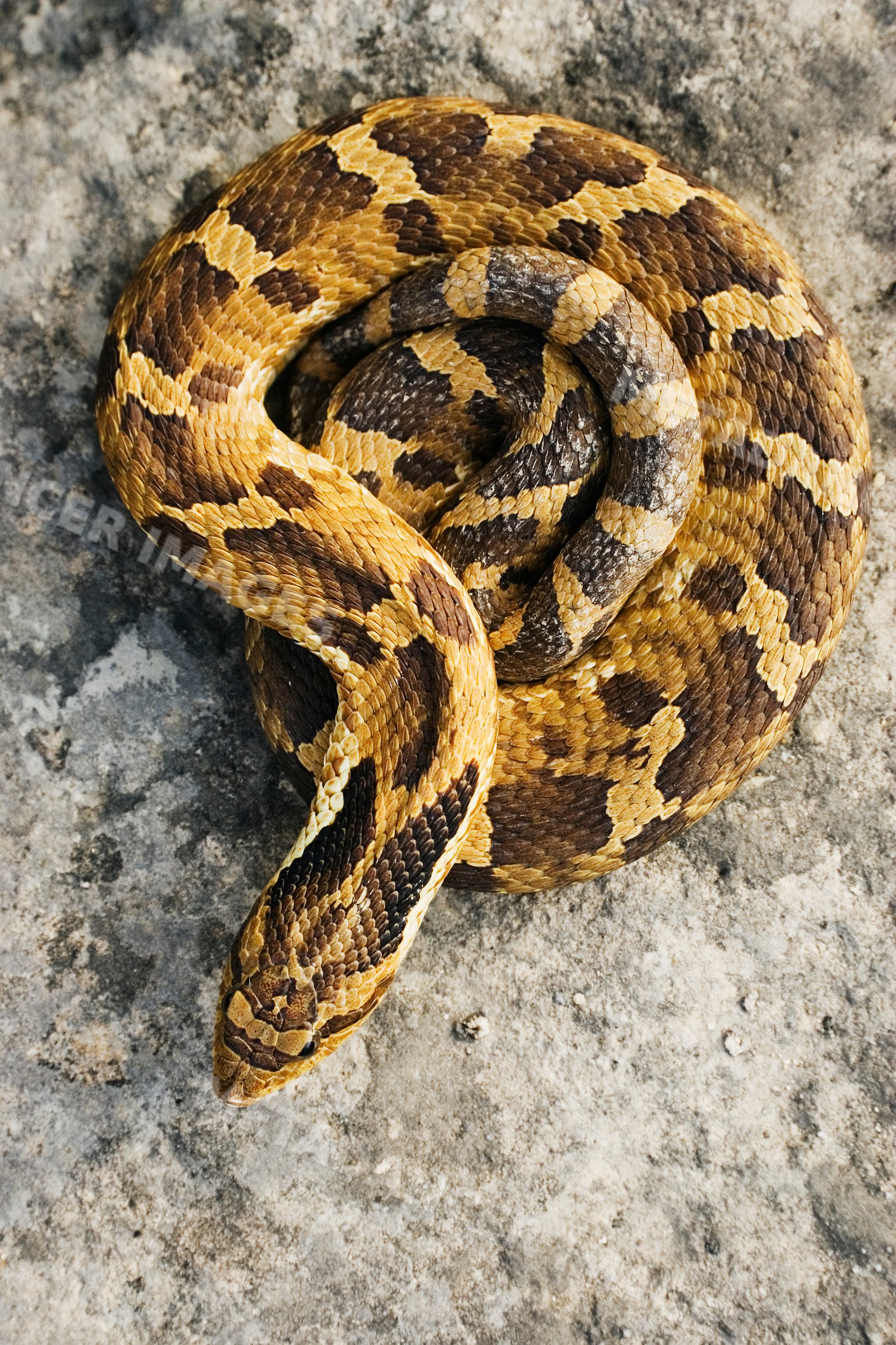 Coiled hognosed snake on textured ground
