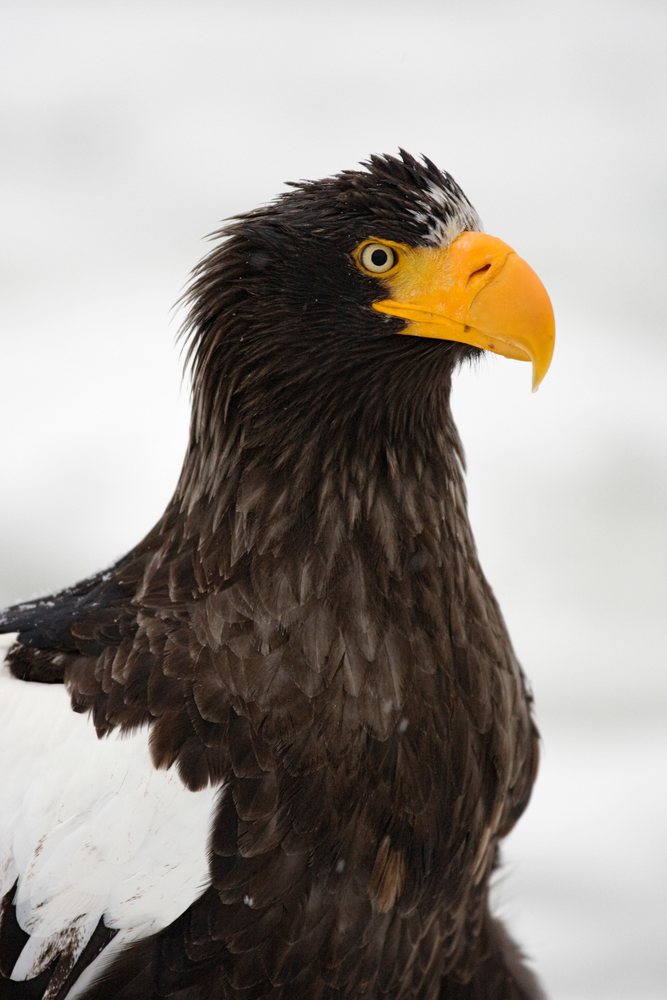 Close-up of steller's sea eagle, hokkaido, japan