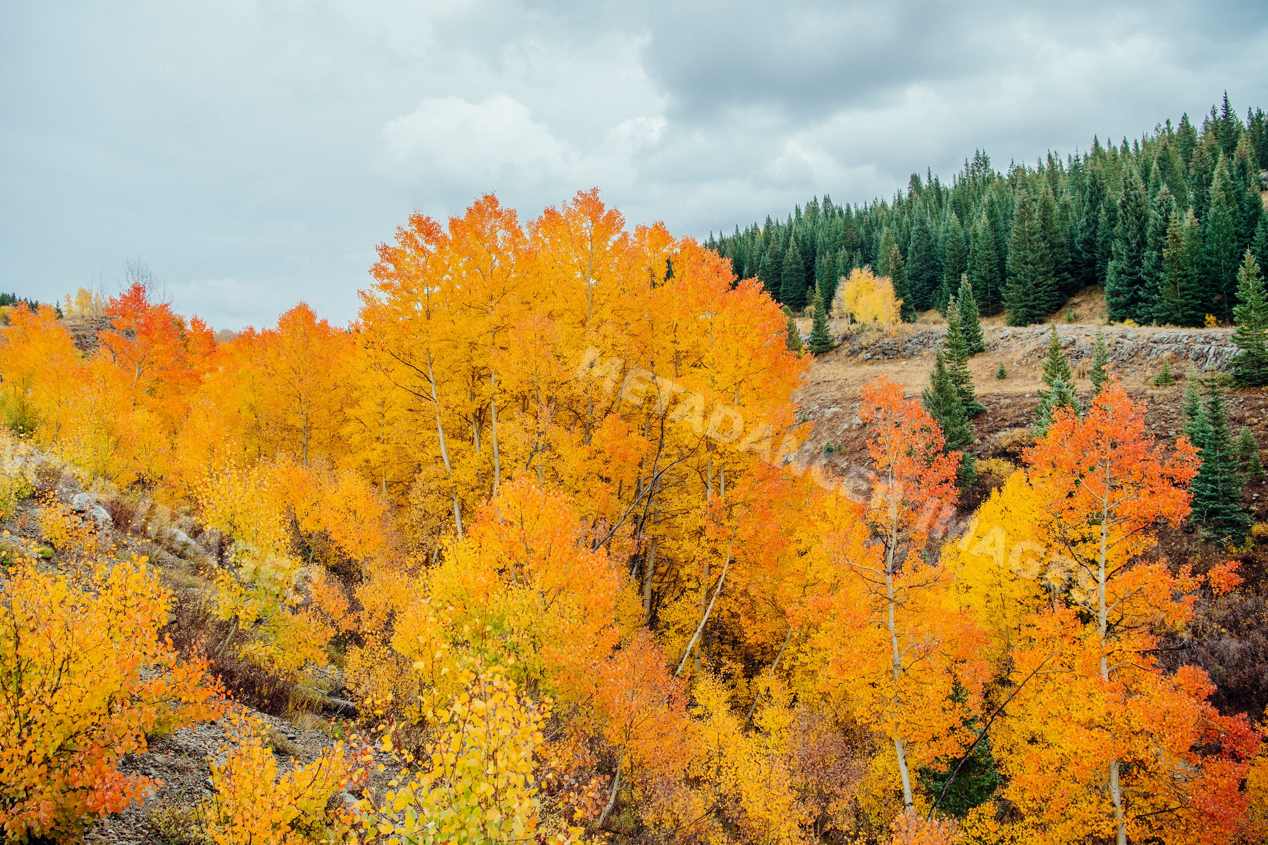 Fall colors on aspen trees near rocky mountain slope in Durango