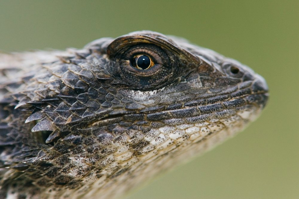 Texas spiny lizard close-up showing detailed scales and eye