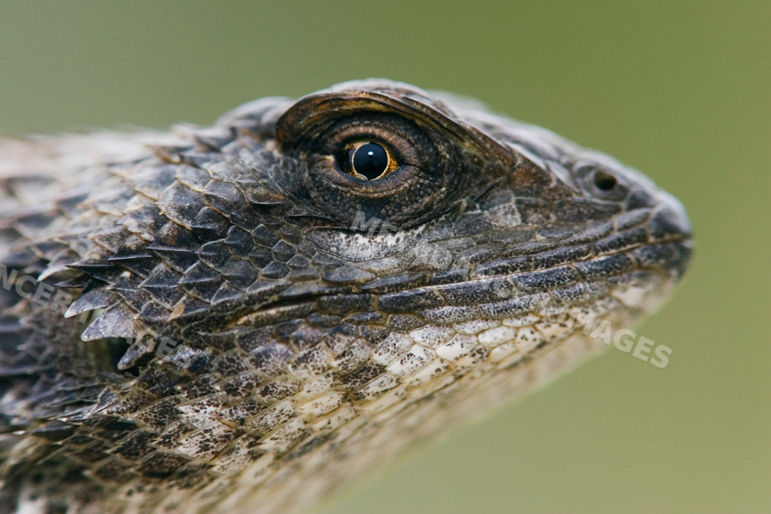 Texas spiny lizard close-up showing detailed scales and eye