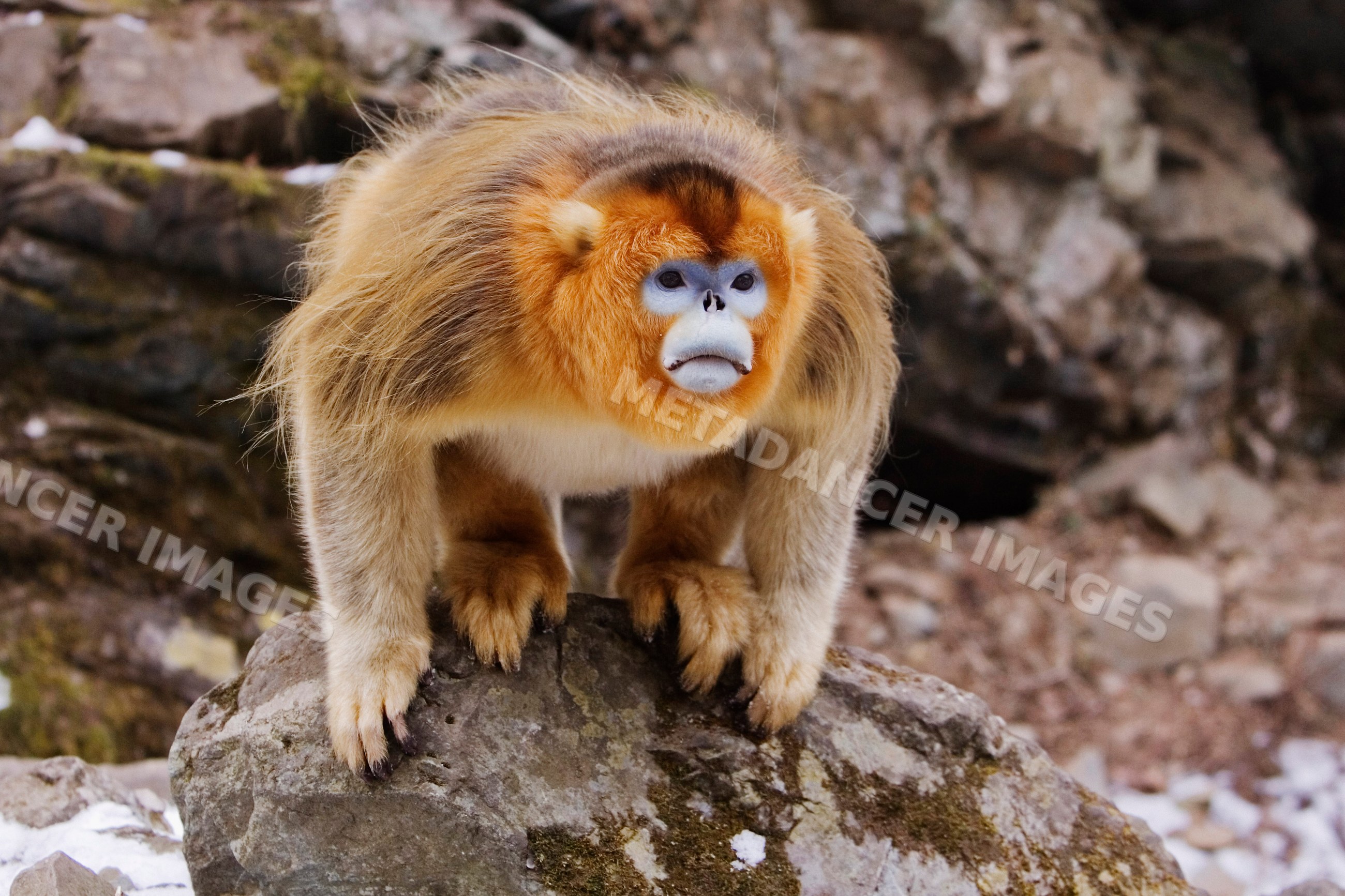 Golden monkey in threatening pose on rock
