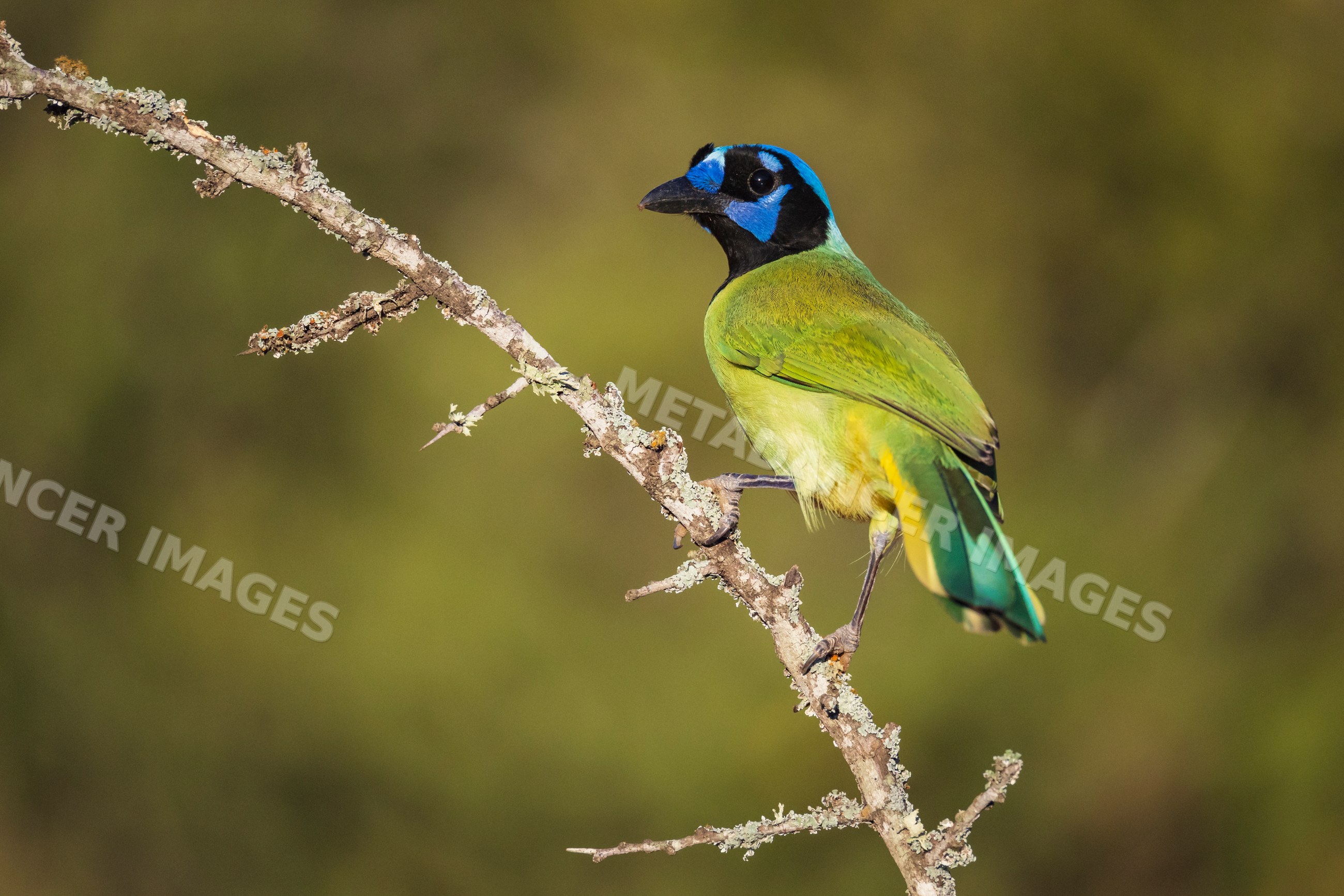 Green jay perched on lichen-covered branch