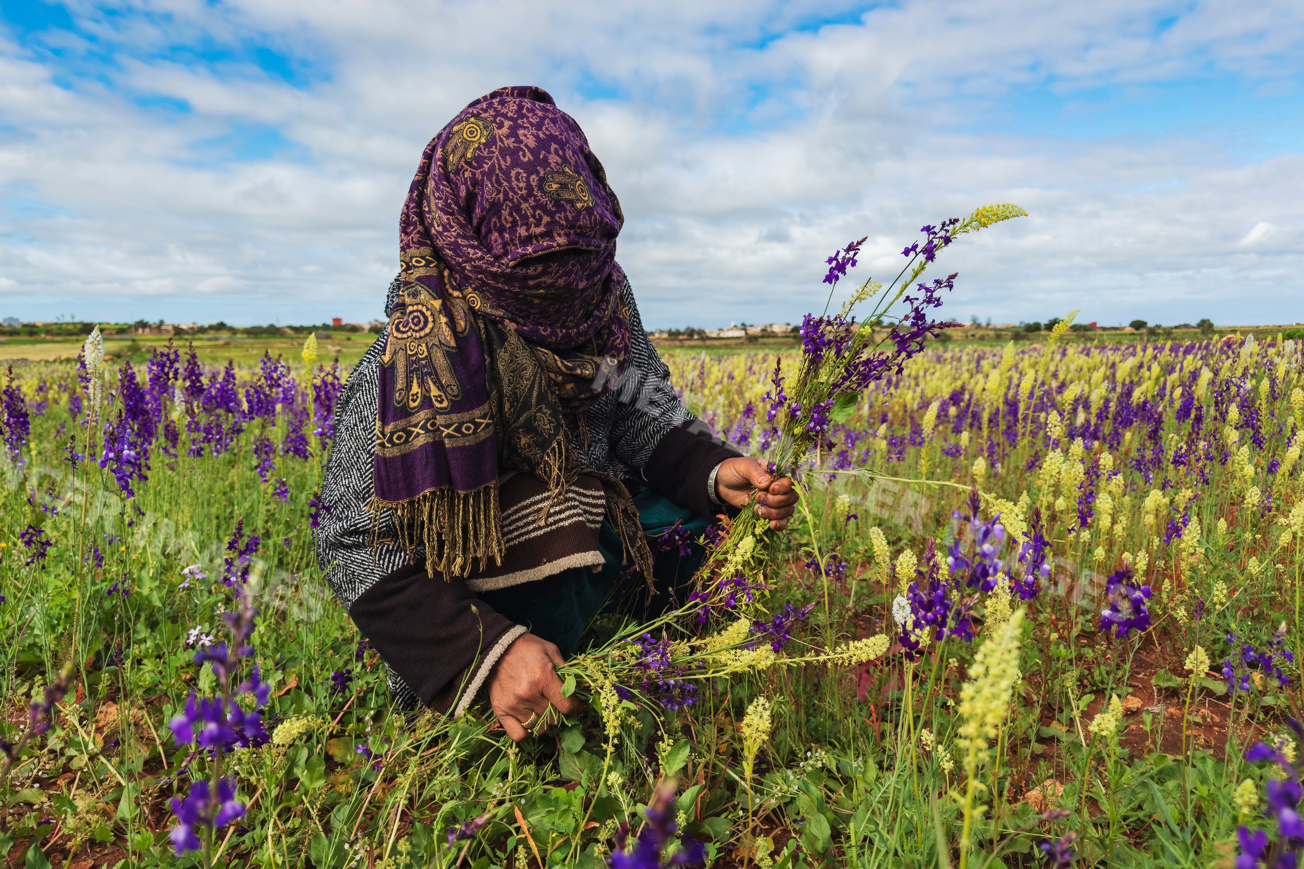 Woman picking wildflowers in field in oulad m'rah Morocco
