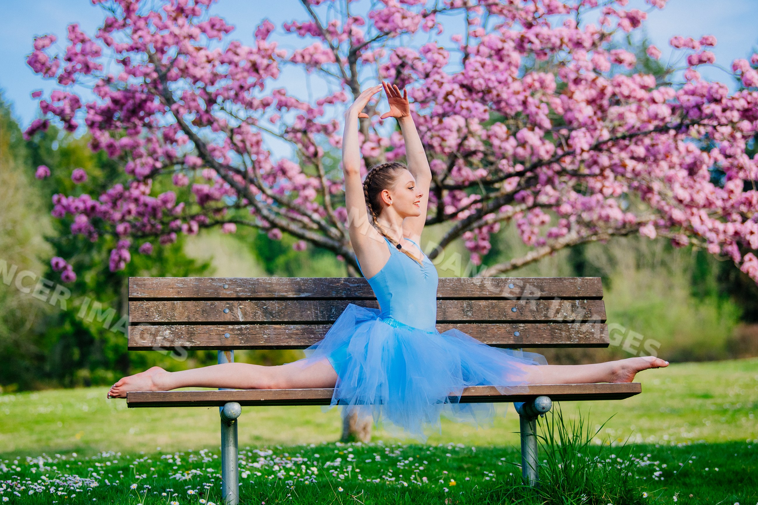 Ballet white dancer performing a split on a bench under cherry