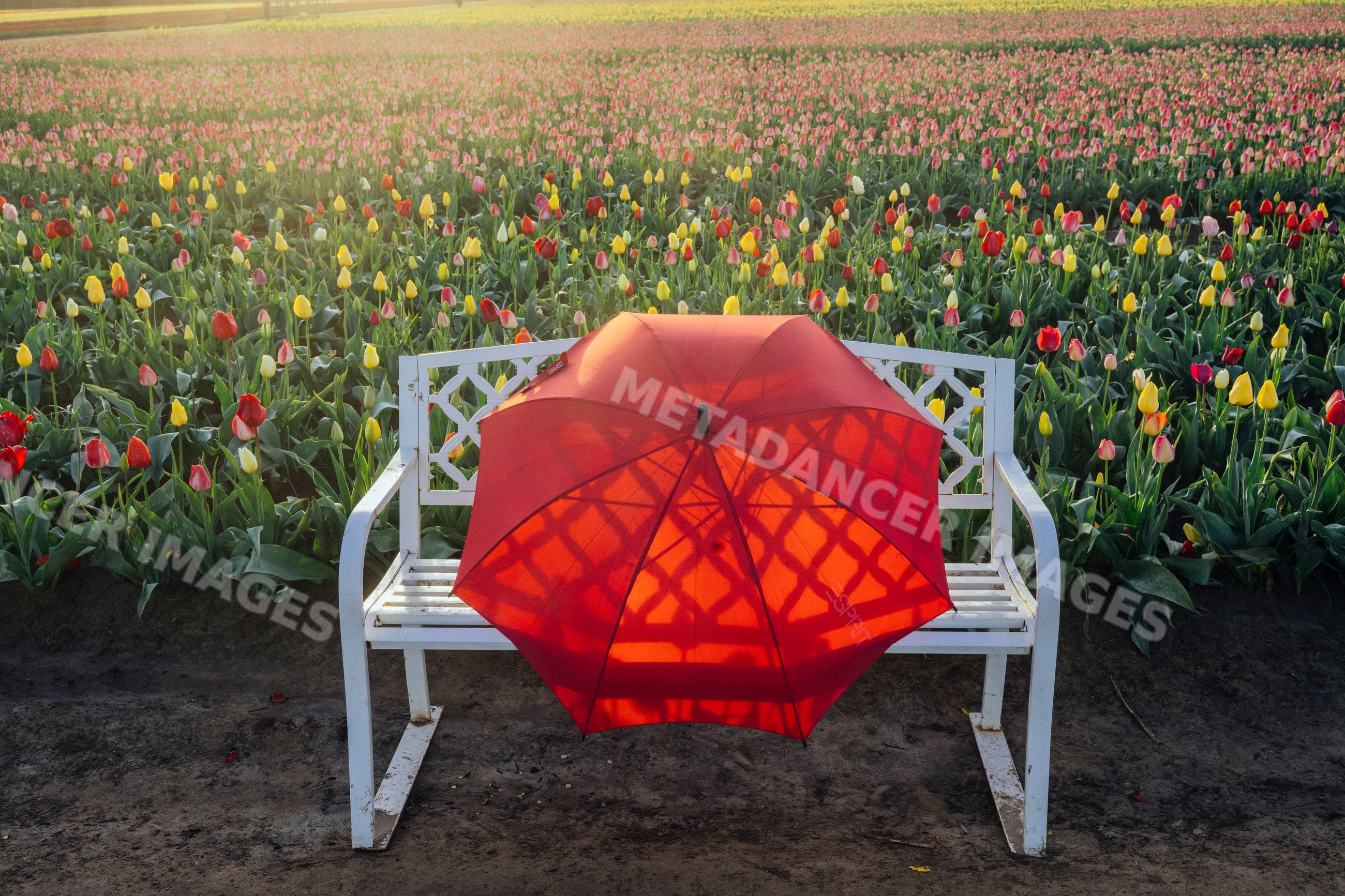 Red umbrella on white bench in tulip field at sunset