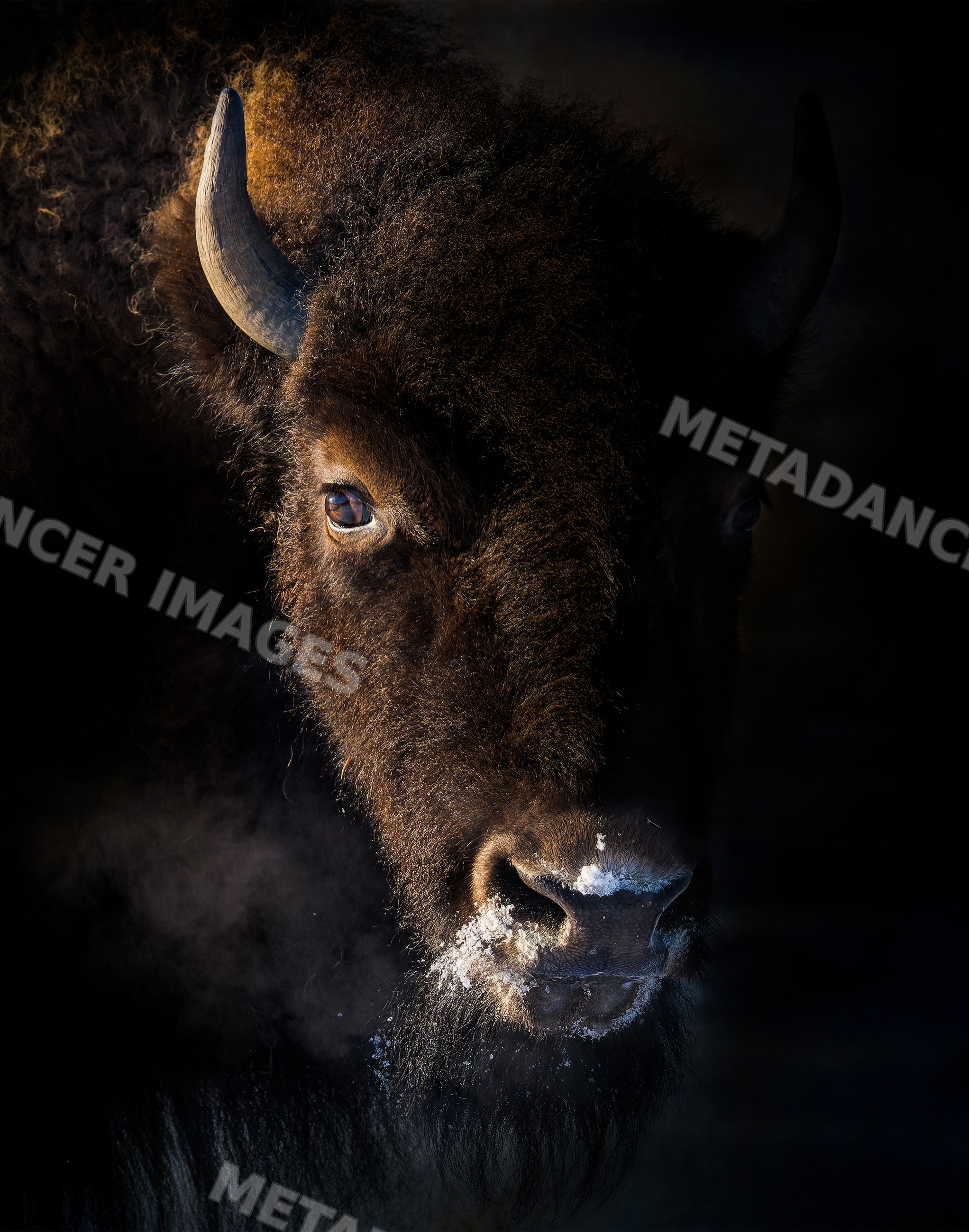 Bison breathes visible vapor with snow on muzzle in USA wilderness
