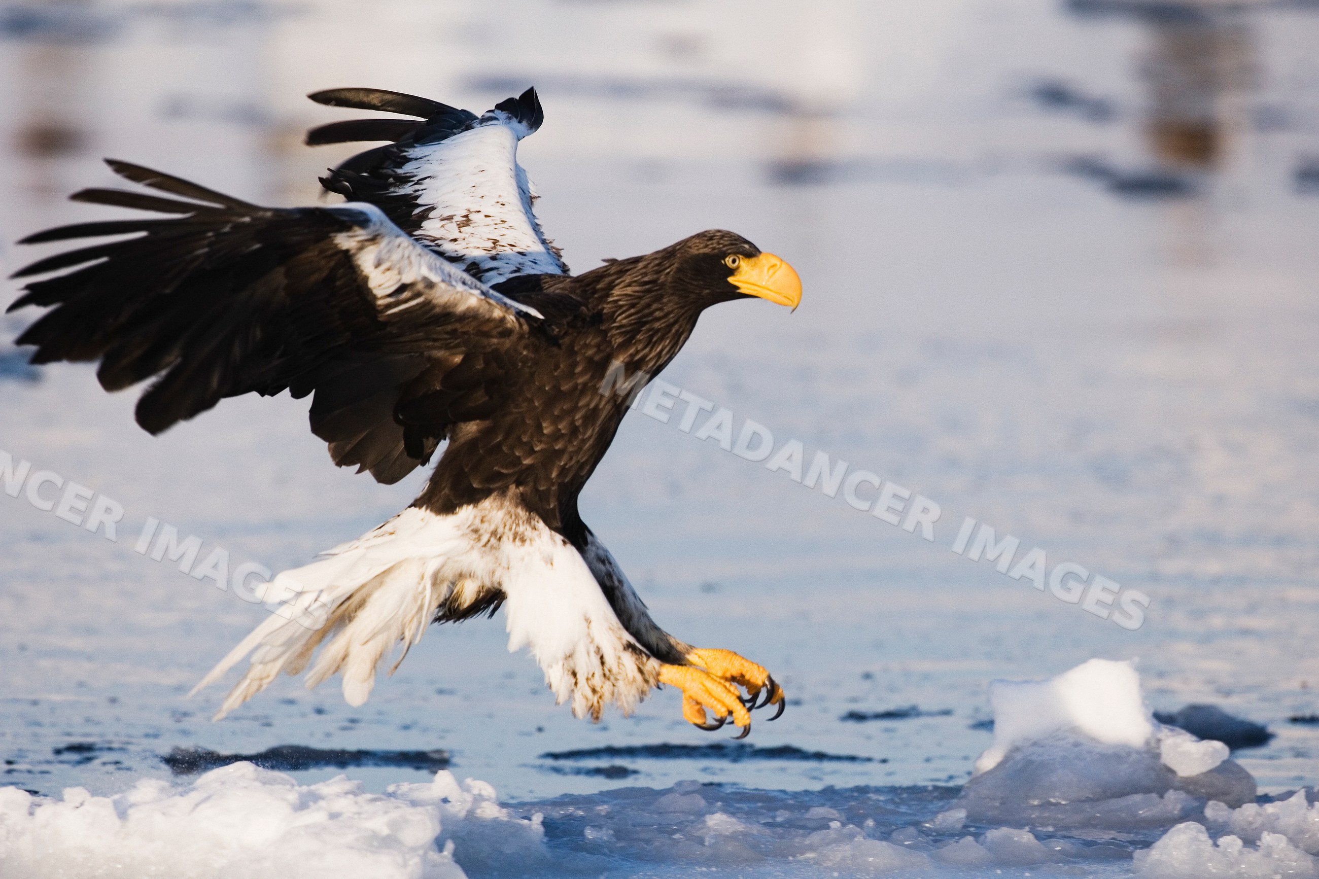 Steller's sea eagle in flight over icy water, hokkaido