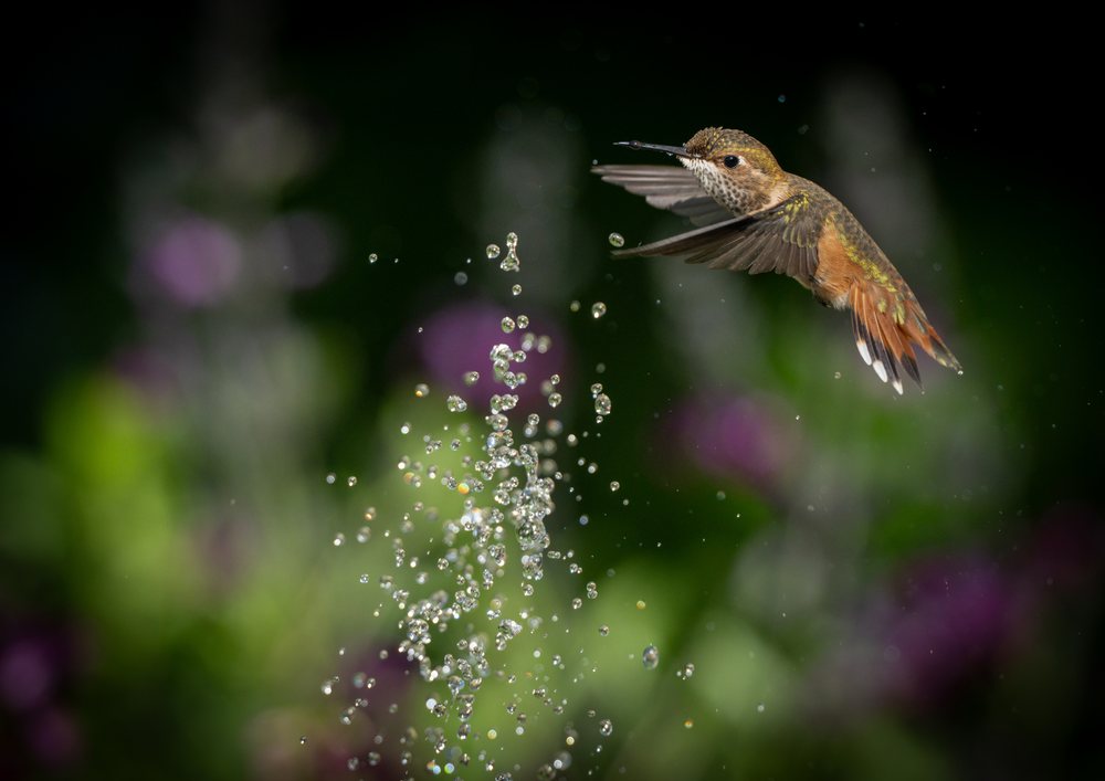 Hummingbird in flight near splashing water droplets in nature