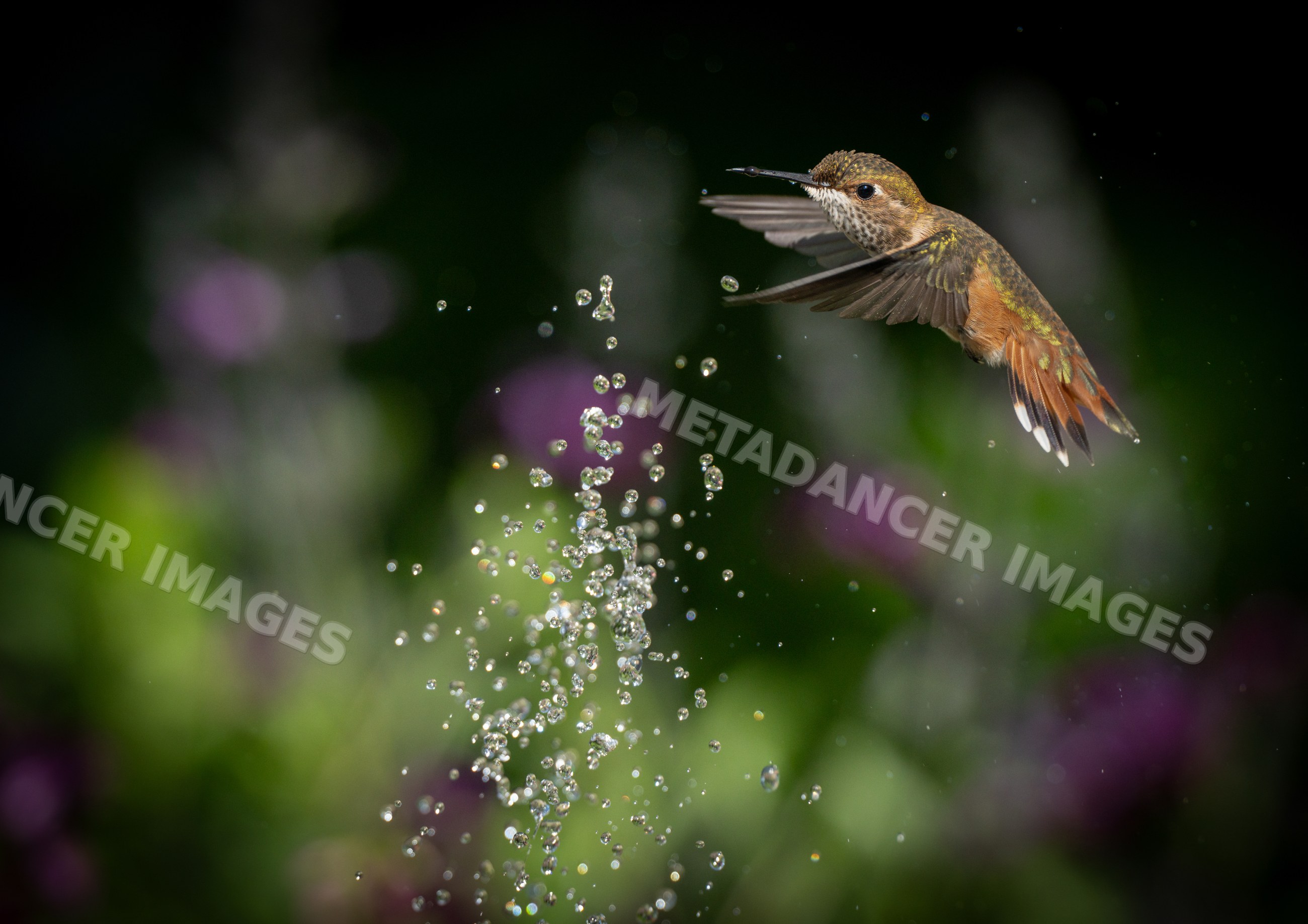 Hummingbird in flight near splashing water droplets in nature