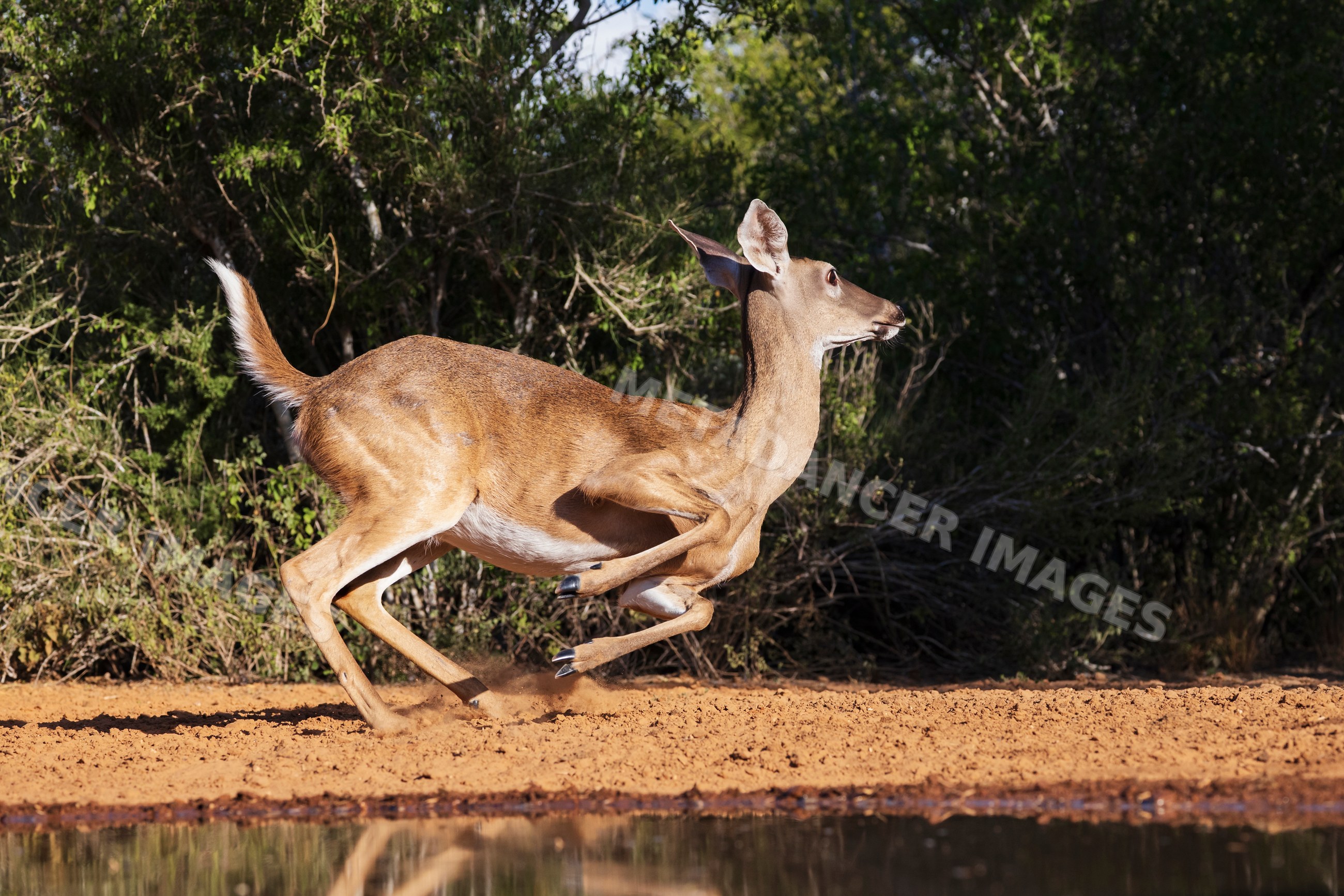 White-tailed deer running in natural habitat at santa clara Ranch