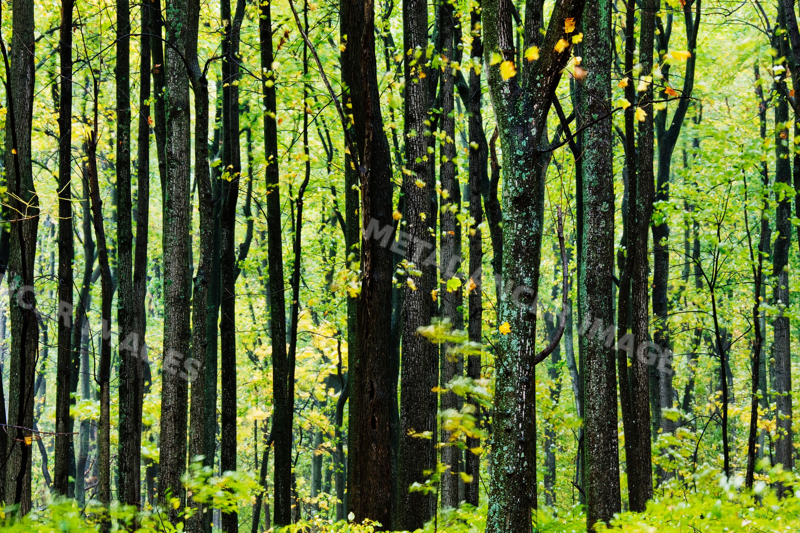 Dense forest with green trees, virginia