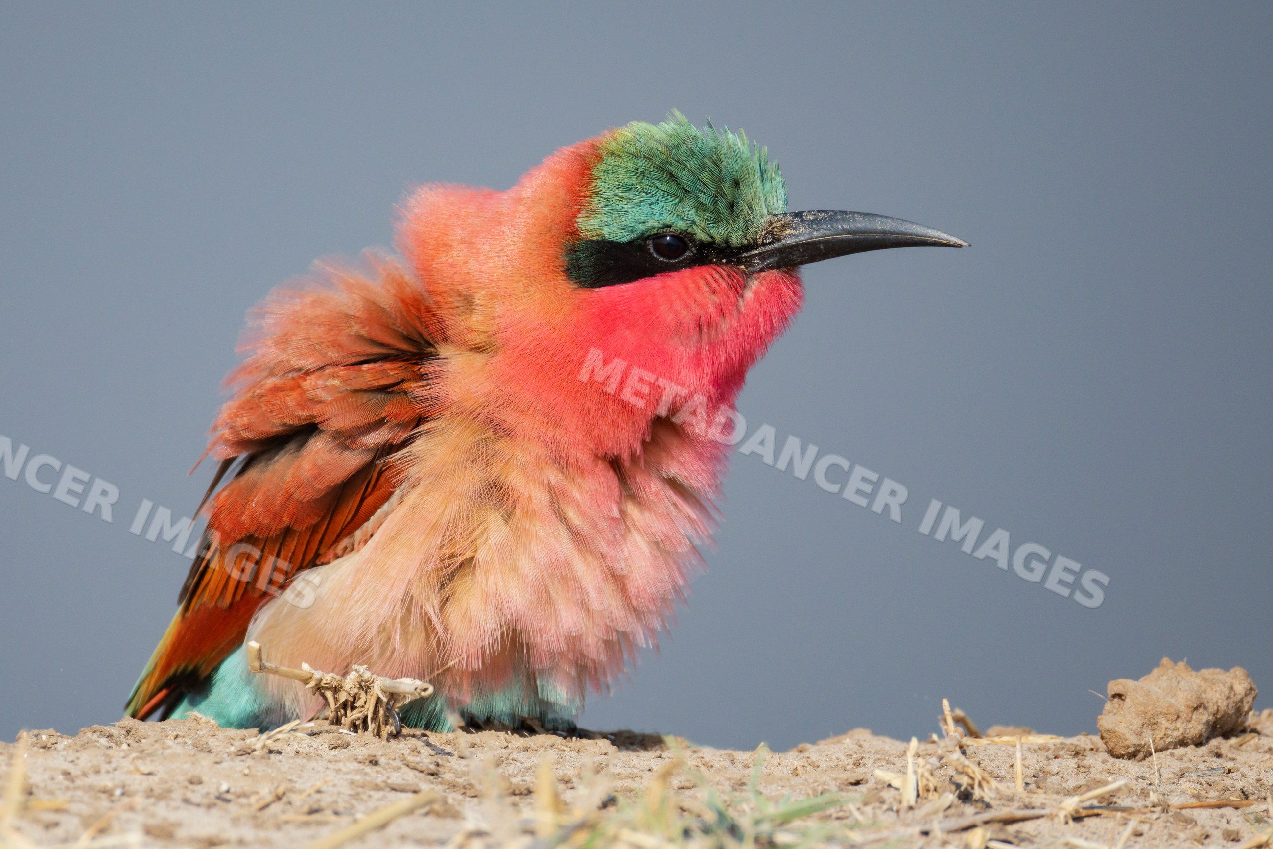Carmine bee-eater with fluffed feathers perched on ground in a park