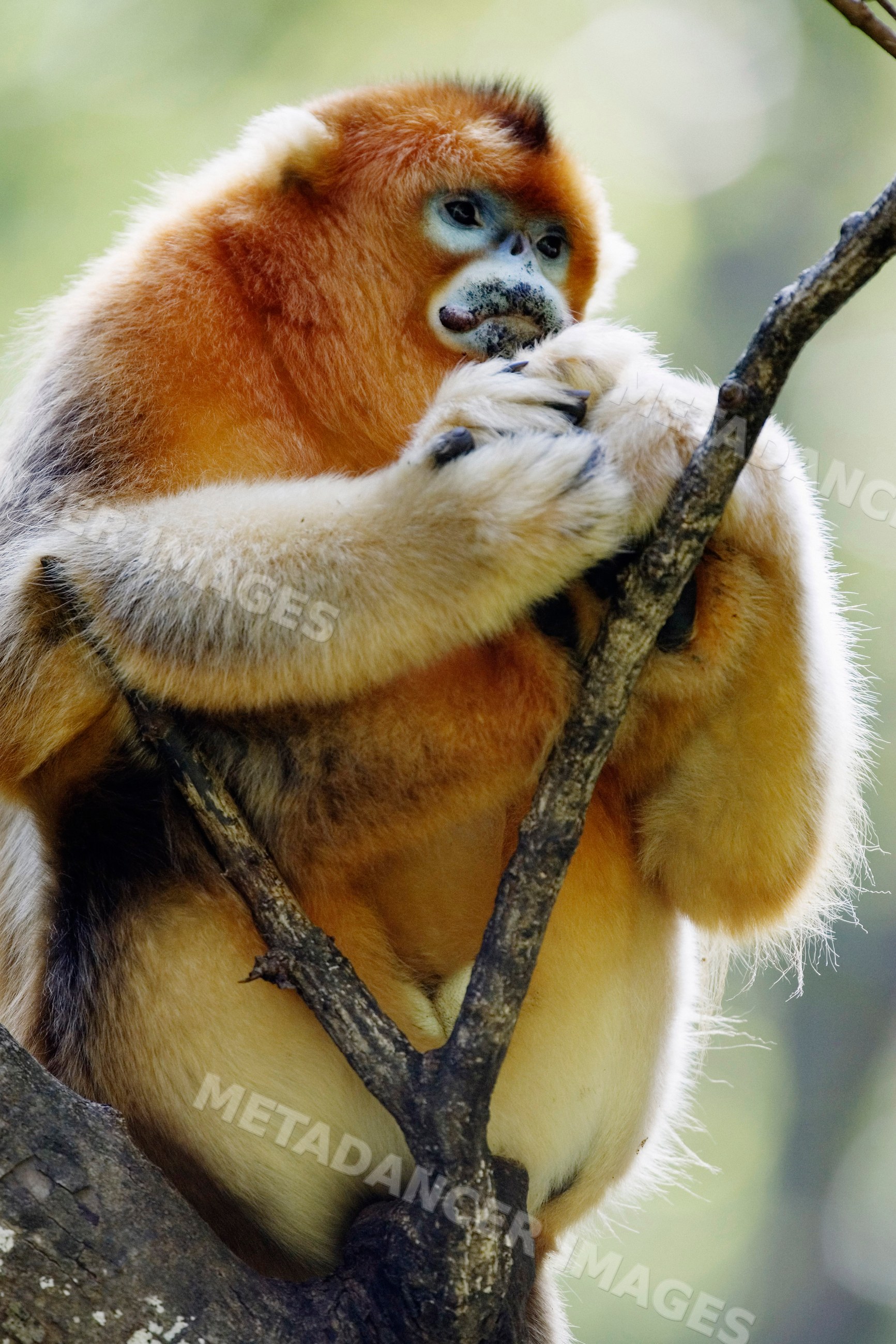 Golden monkey sitting on tree branch china