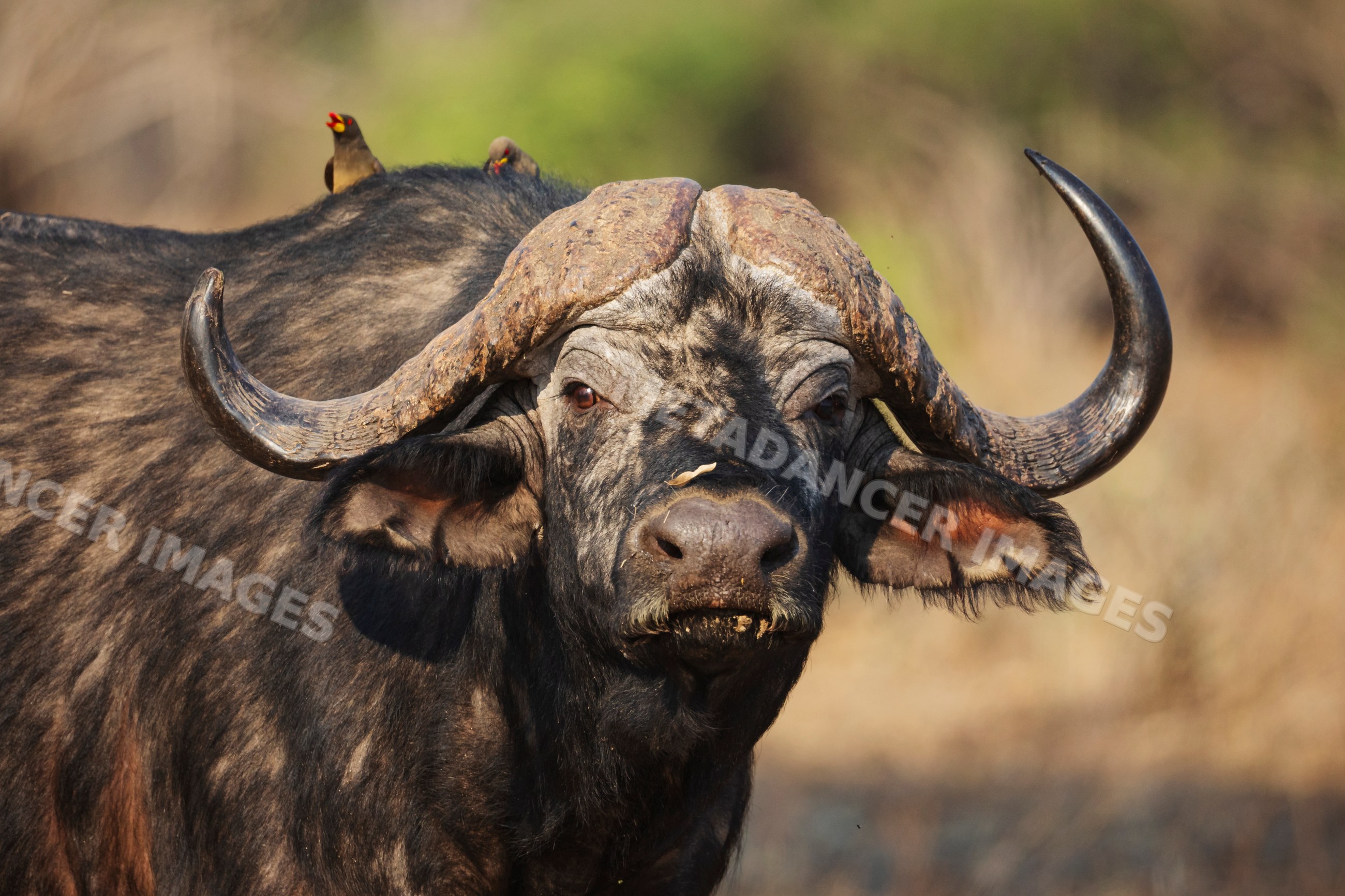 African Buffalo with large curved horns in a park