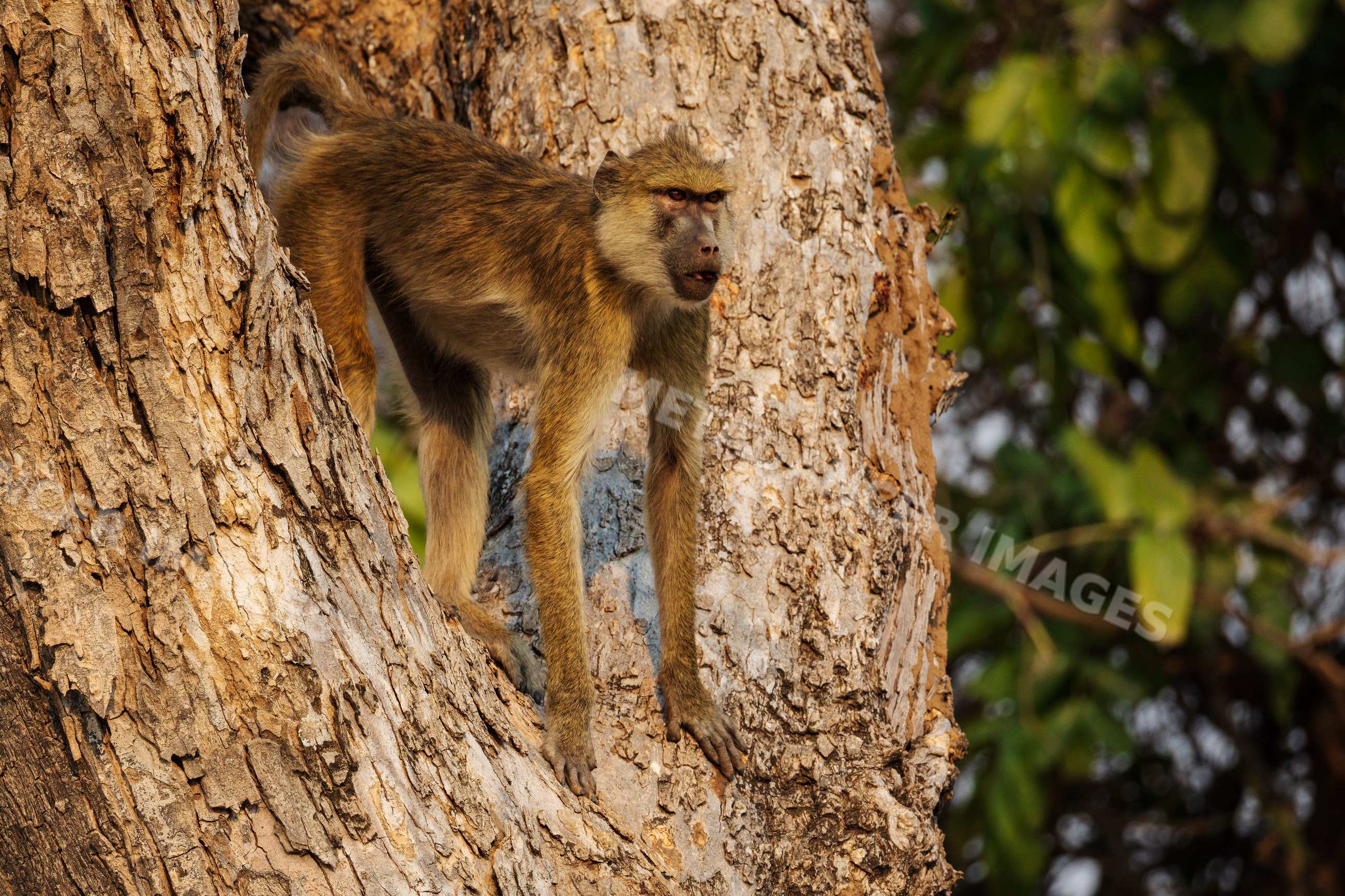 Yellow baboon on Winged Pod Tree in a park