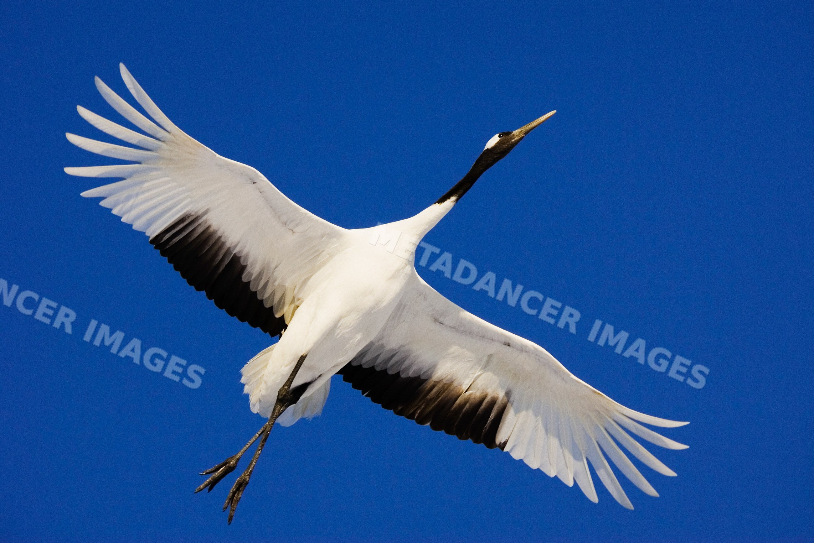 Red-crowned crane soaring in flight against blue sky