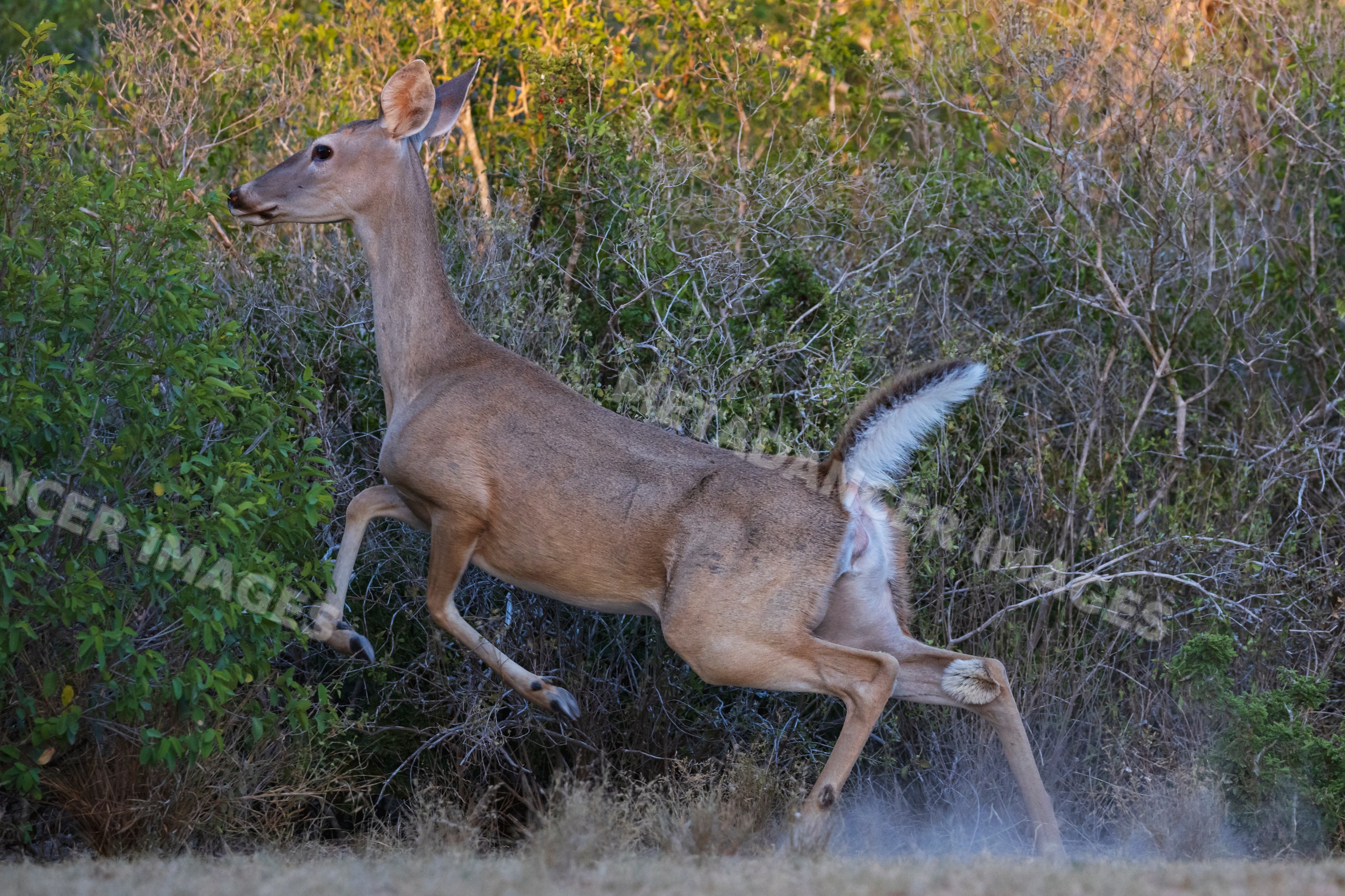 White-Tailed Deer running at santa clara Ranch