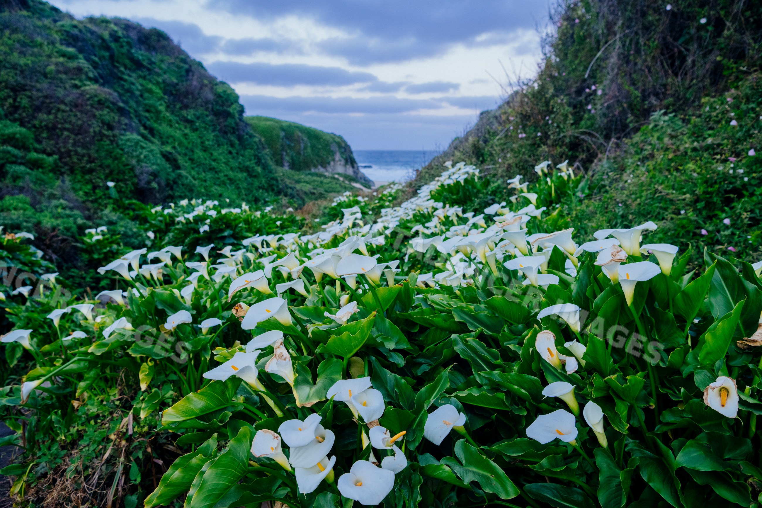Calla lilies blooming in coastal valley with ocean view, California