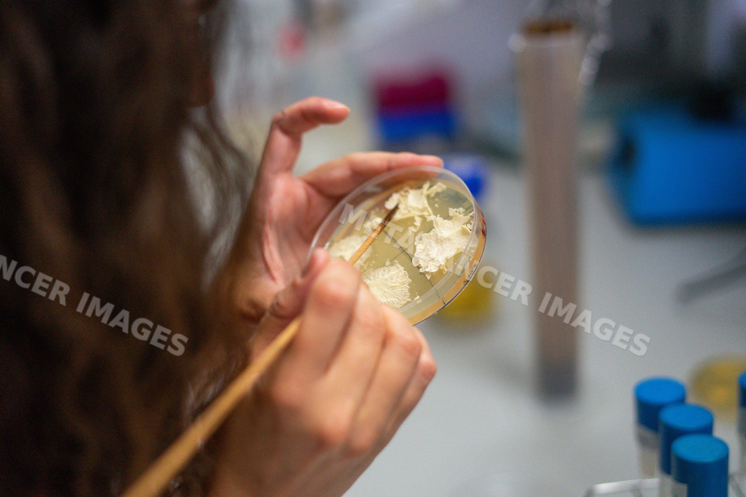 Researcher examining biological culture on petri dish in laboratory