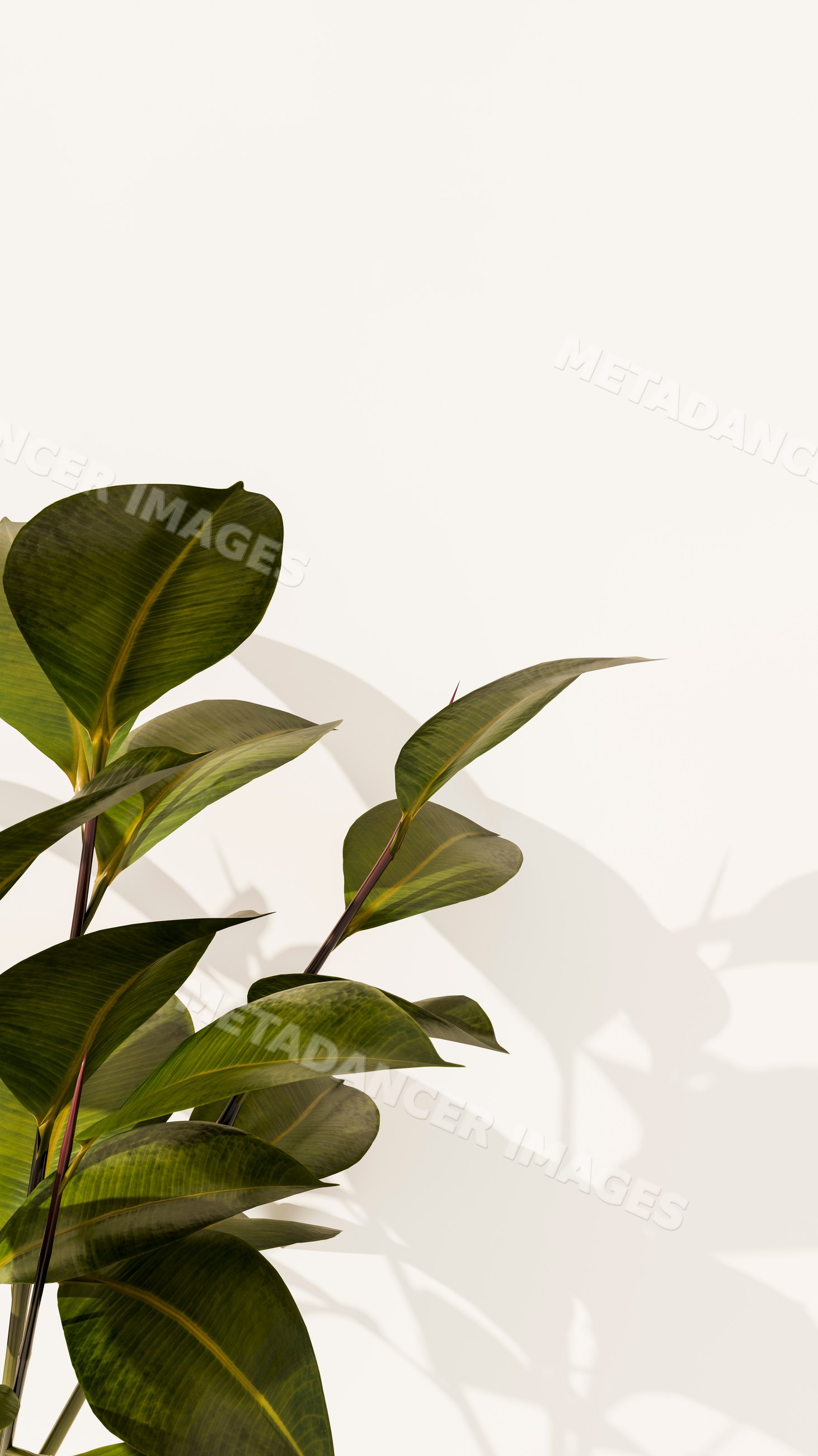 Green plant leaves casting shadows on a white surface
