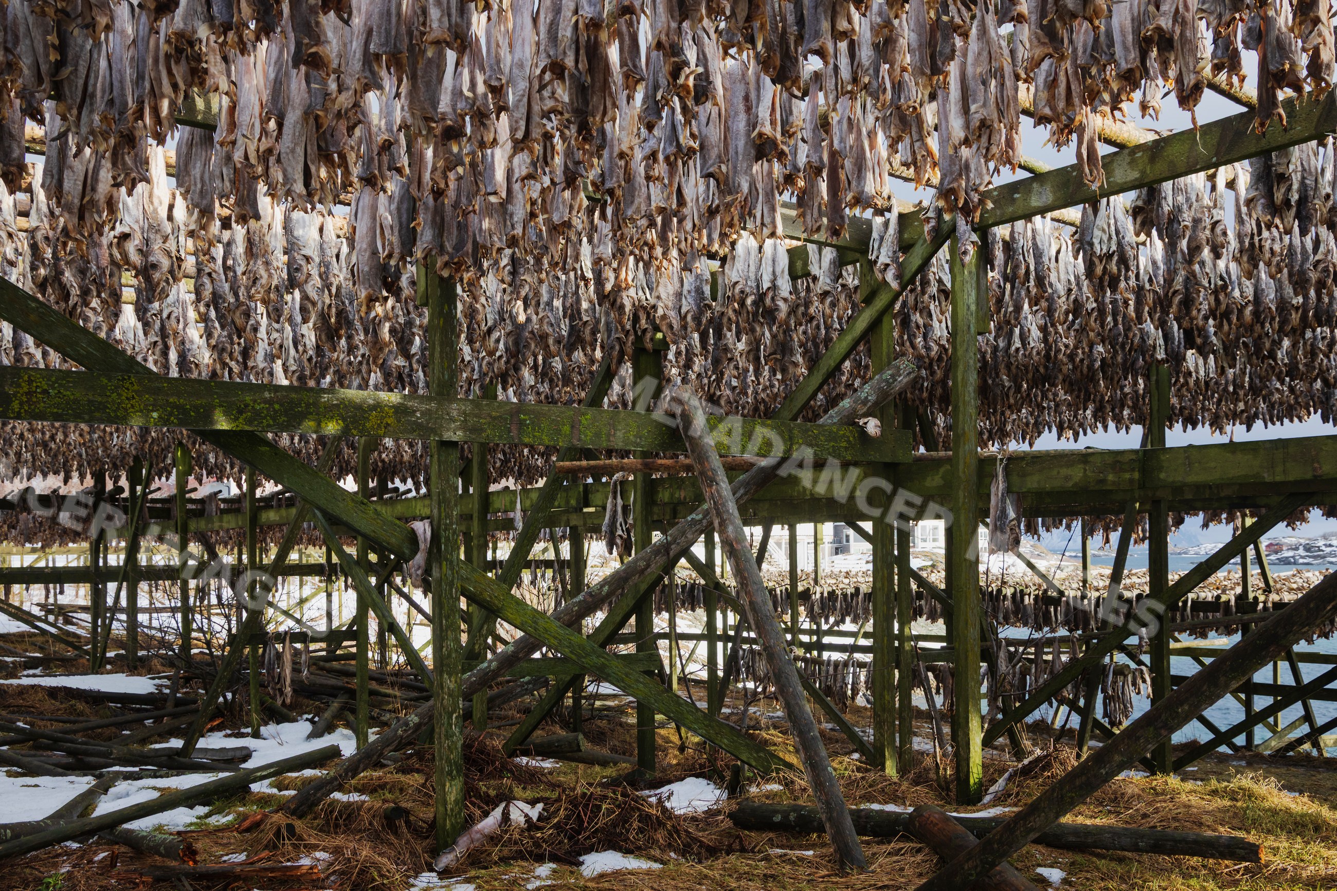 Cod drying on wooden racks in henningsvaer, Lofoten, Norway