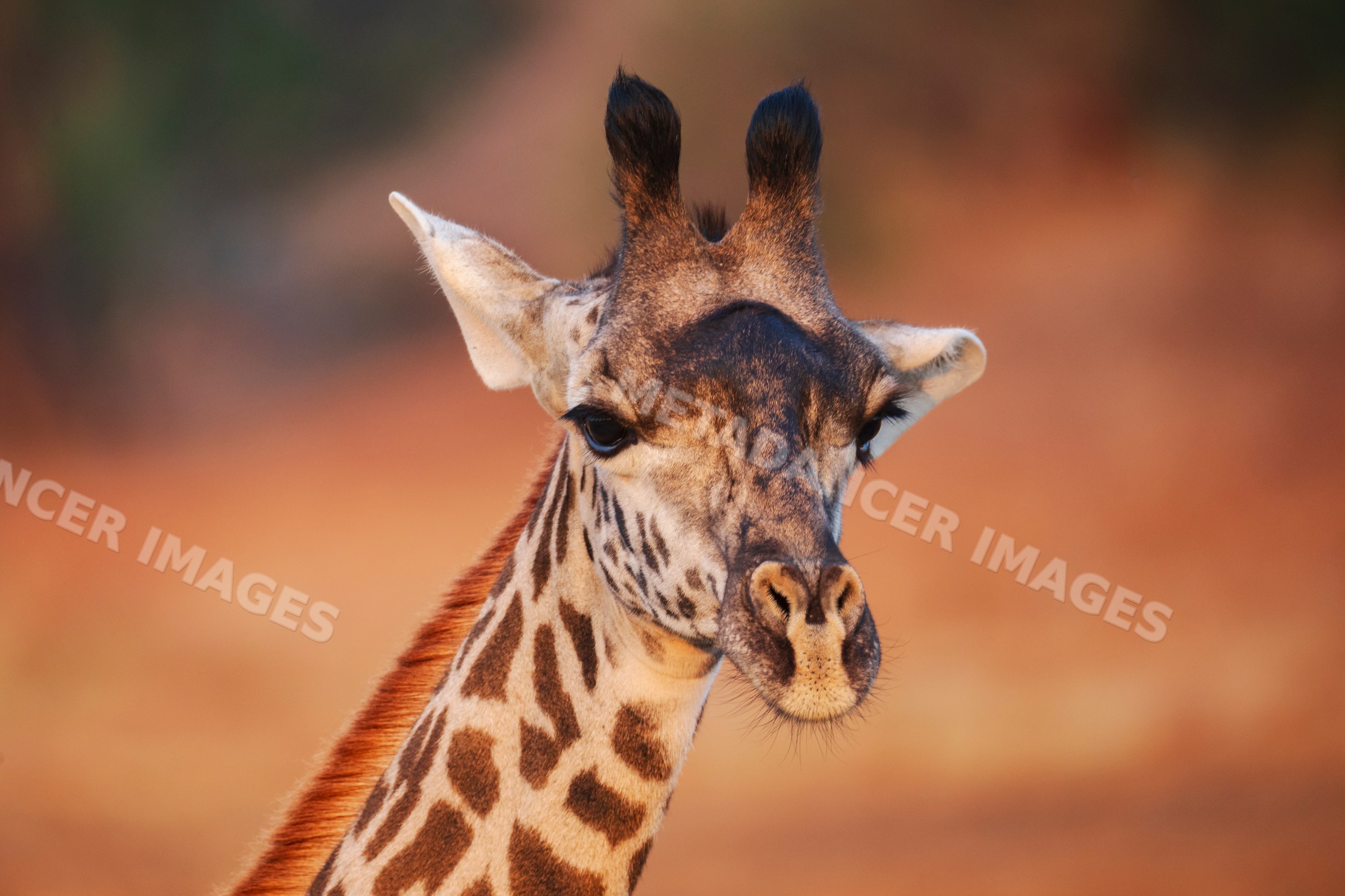 Juvenile Giraffe close-up in South Luangwa national park, Zambia