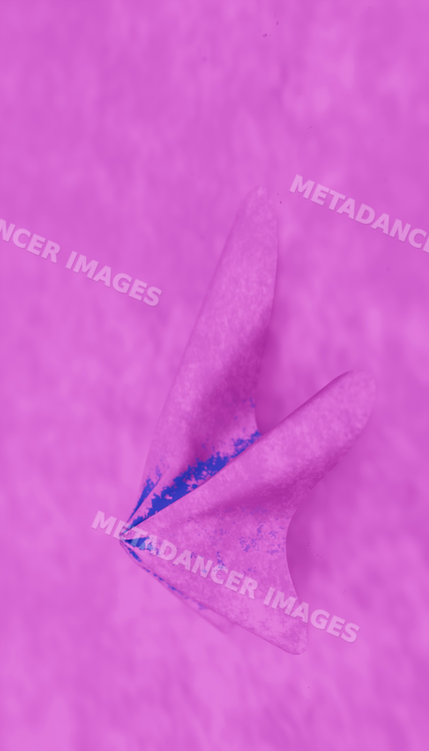 Close-up view of pink butterfly wing with natural pattern and texture