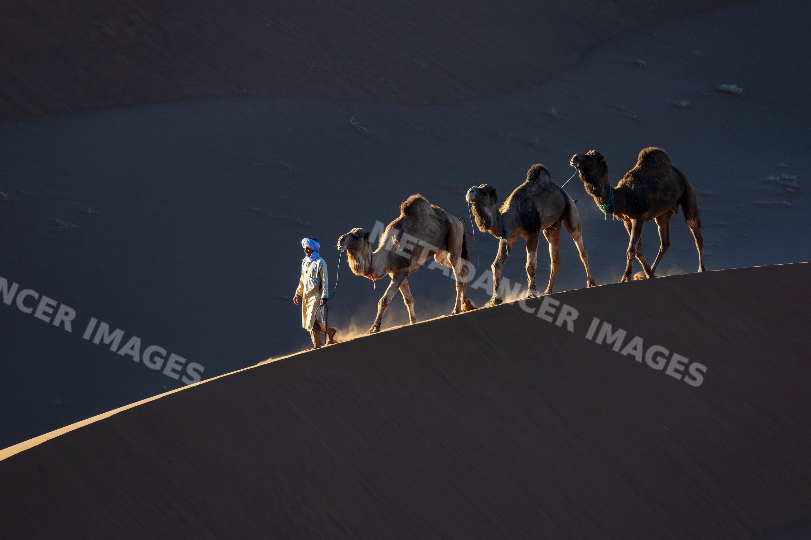 Berber Camel Herder leads Camel caravan across Chagaga Dunes