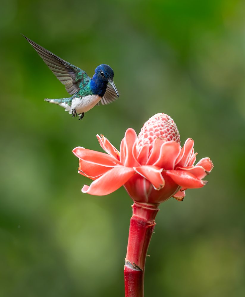 Hummingbird hovering near blooming torch ginger flower
