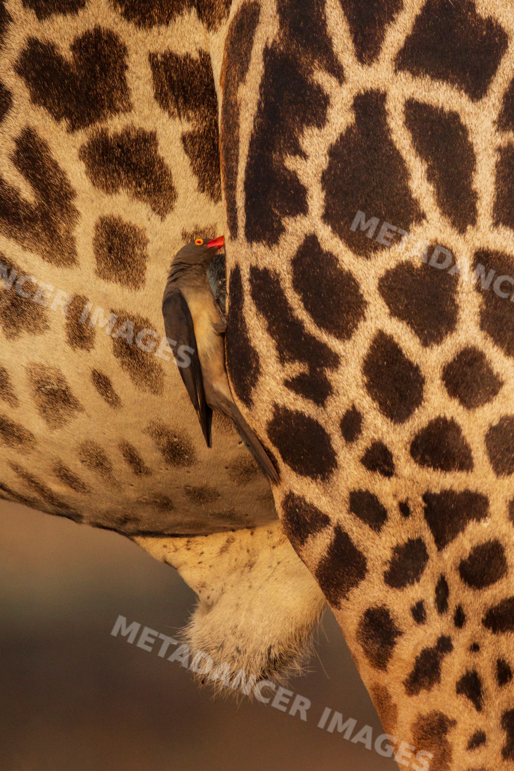 Oxpecker bird perched on Giraffe skin in a park