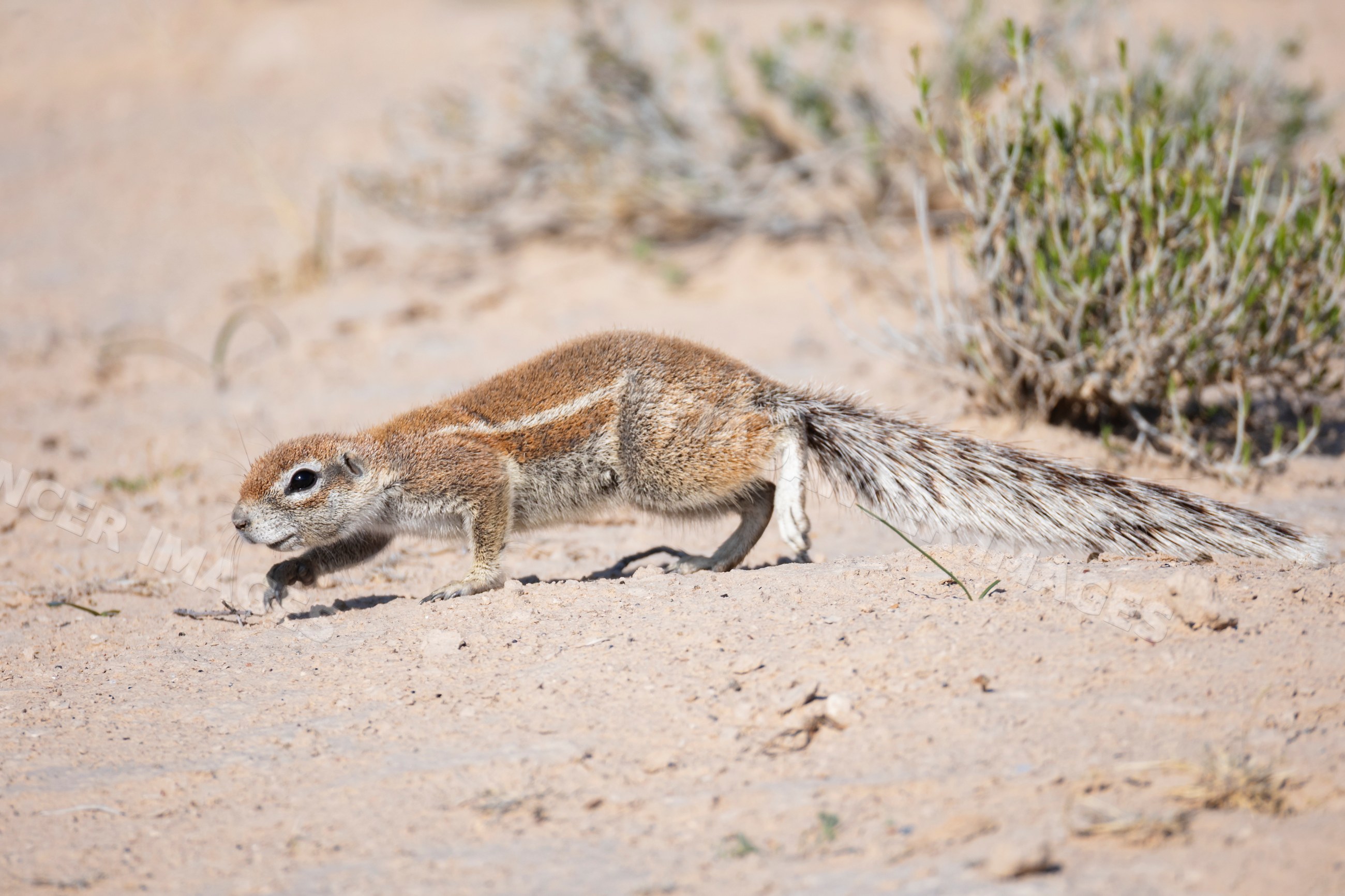 African Ground Squirrel in the Kalahari Desert sandy terrain