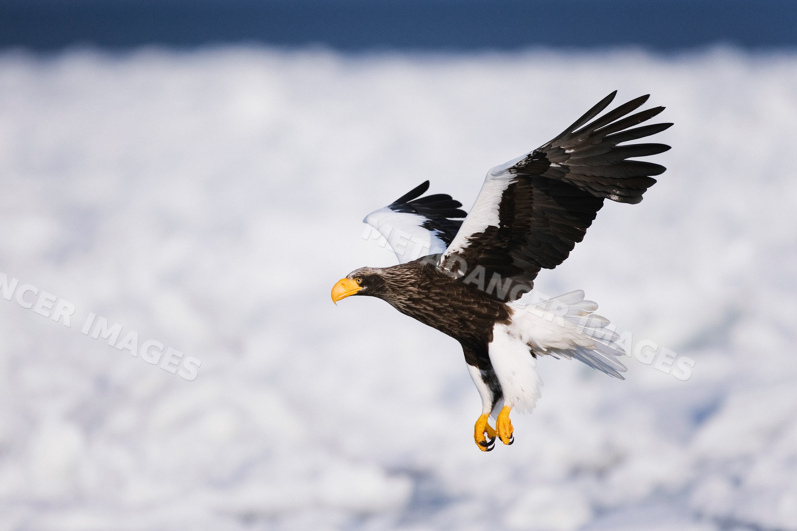 Steller's sea eagle flying over snowy landscape, Japan