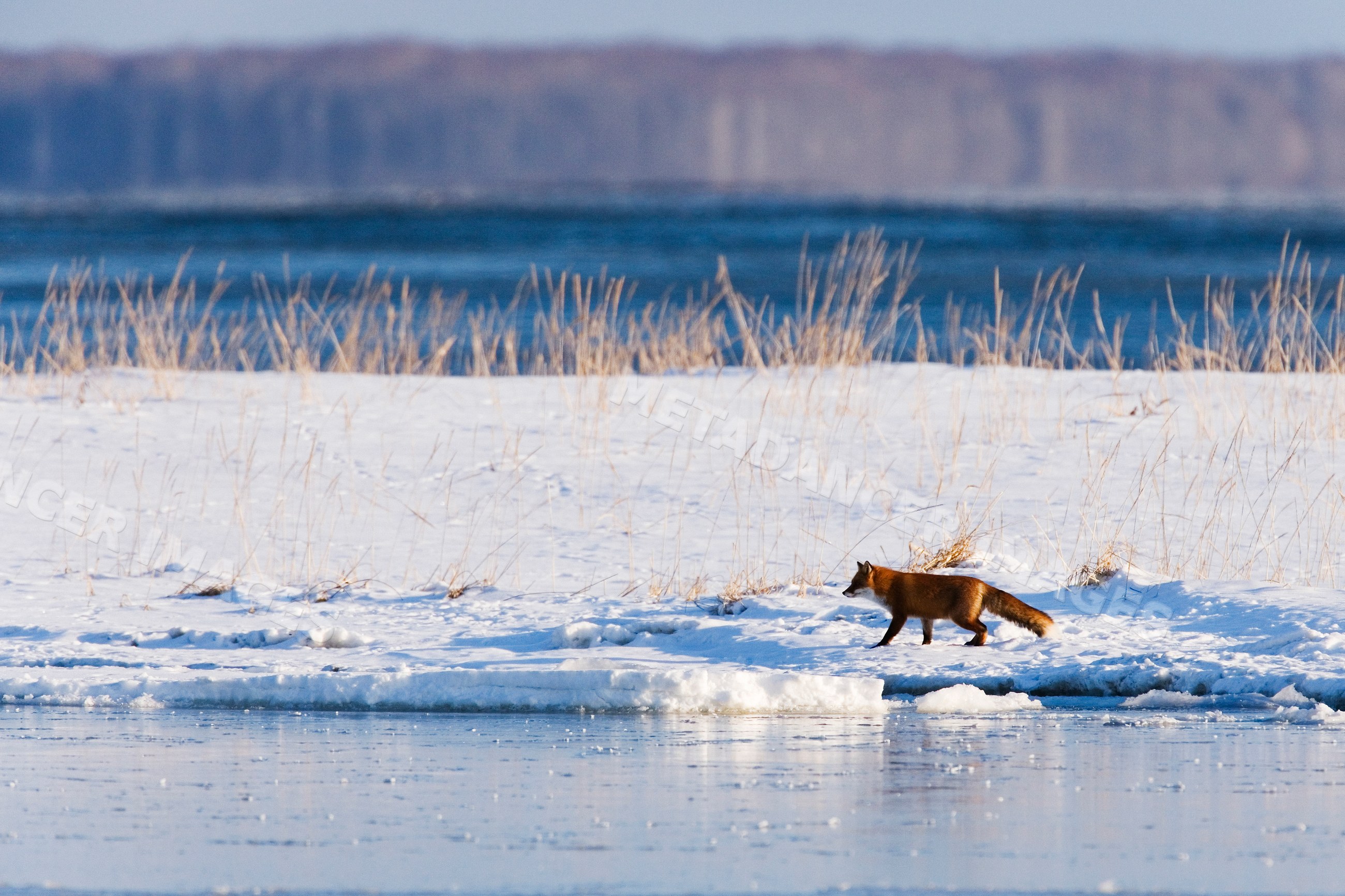 Red fox walking on snowy ground, Japan winter landscape