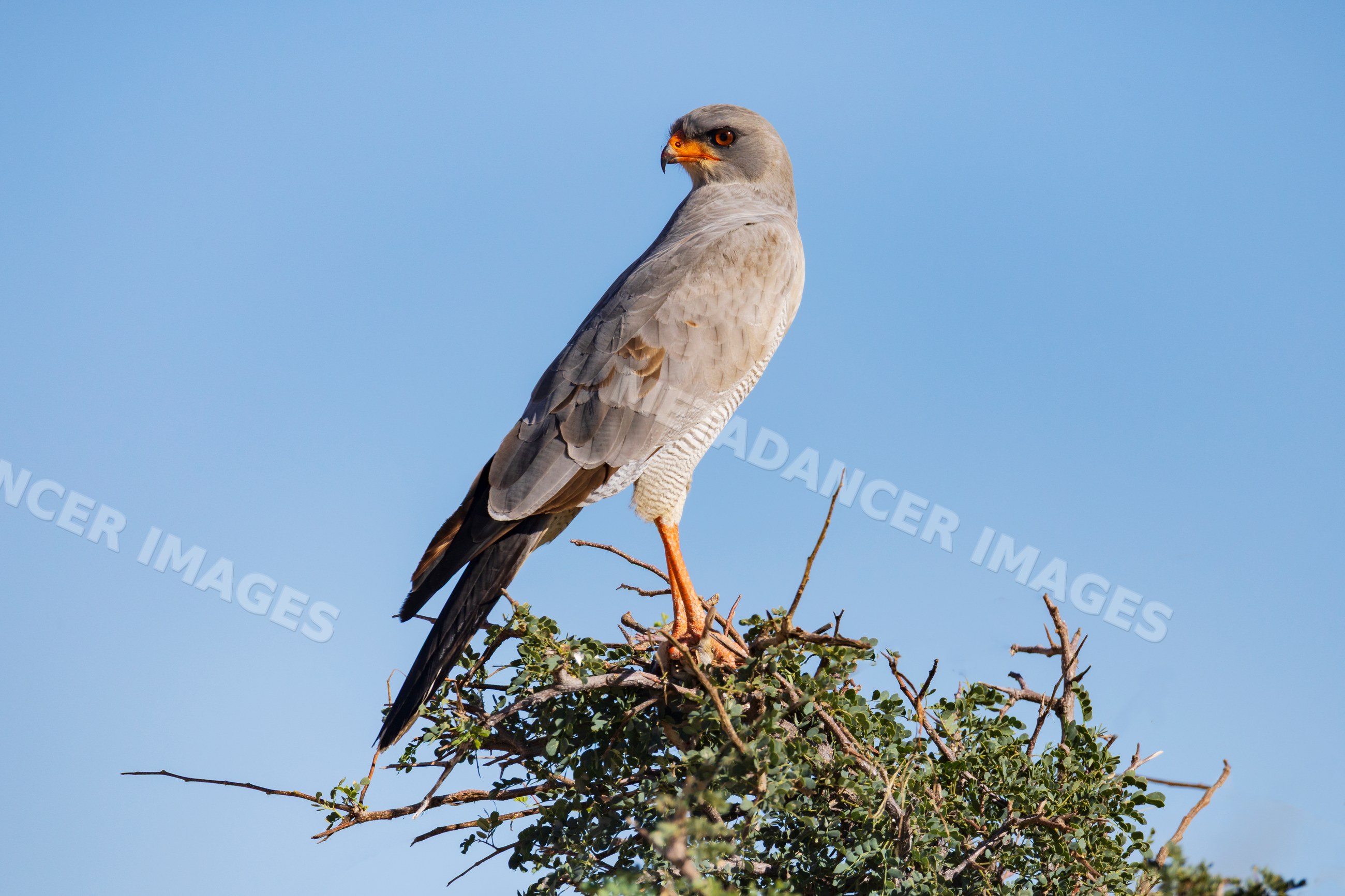 Pale Chanting Goshawk perched on branch in etosha national park