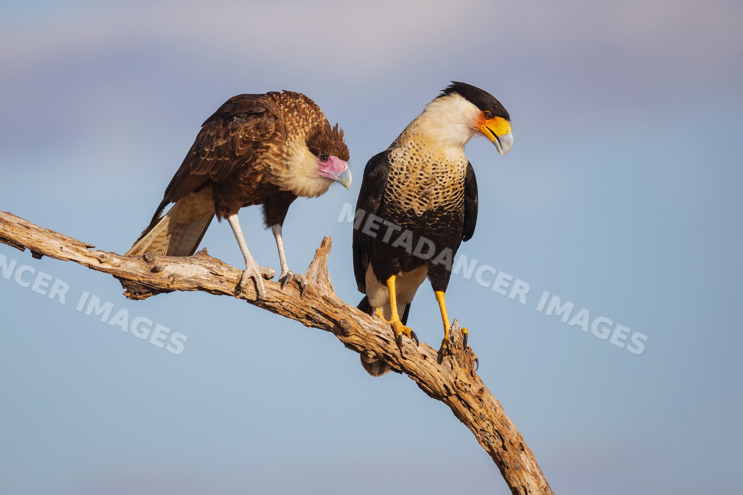 Caracara pair perched on a dead branch in Texas wildlife
