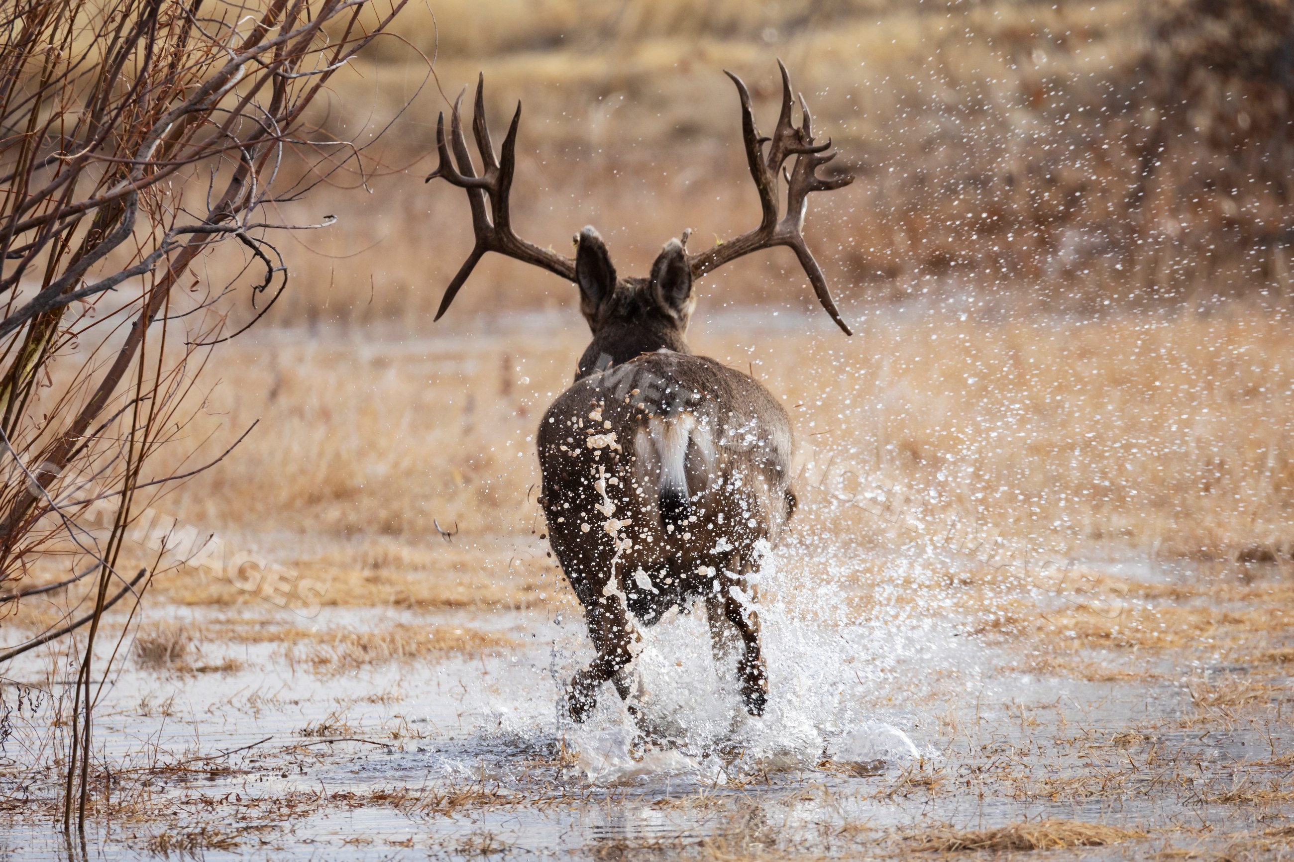 Mule Deer Buck running through shallow Water at bosque del apache
