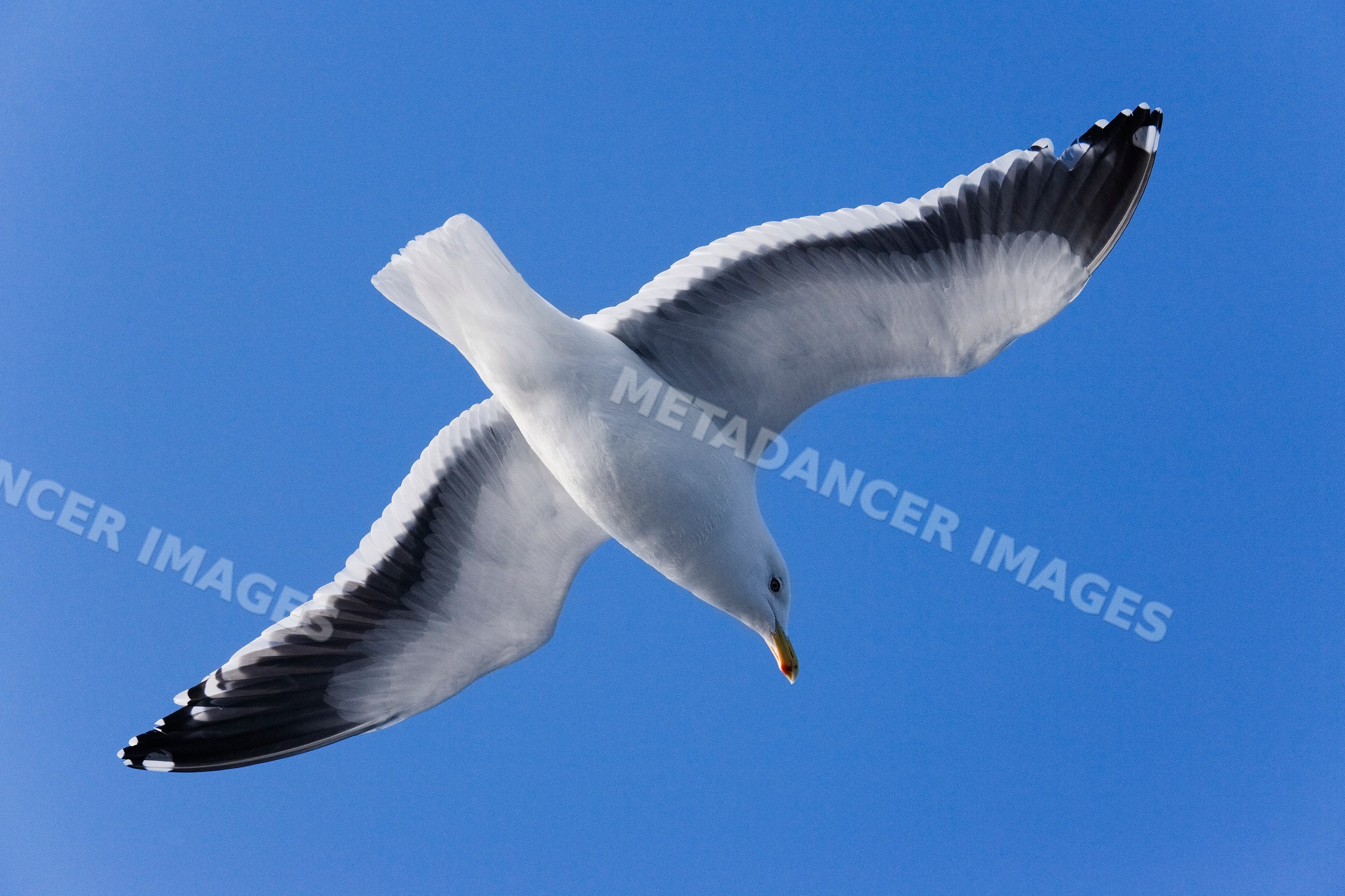 Slaty-backed gull flying with wings spread Japan