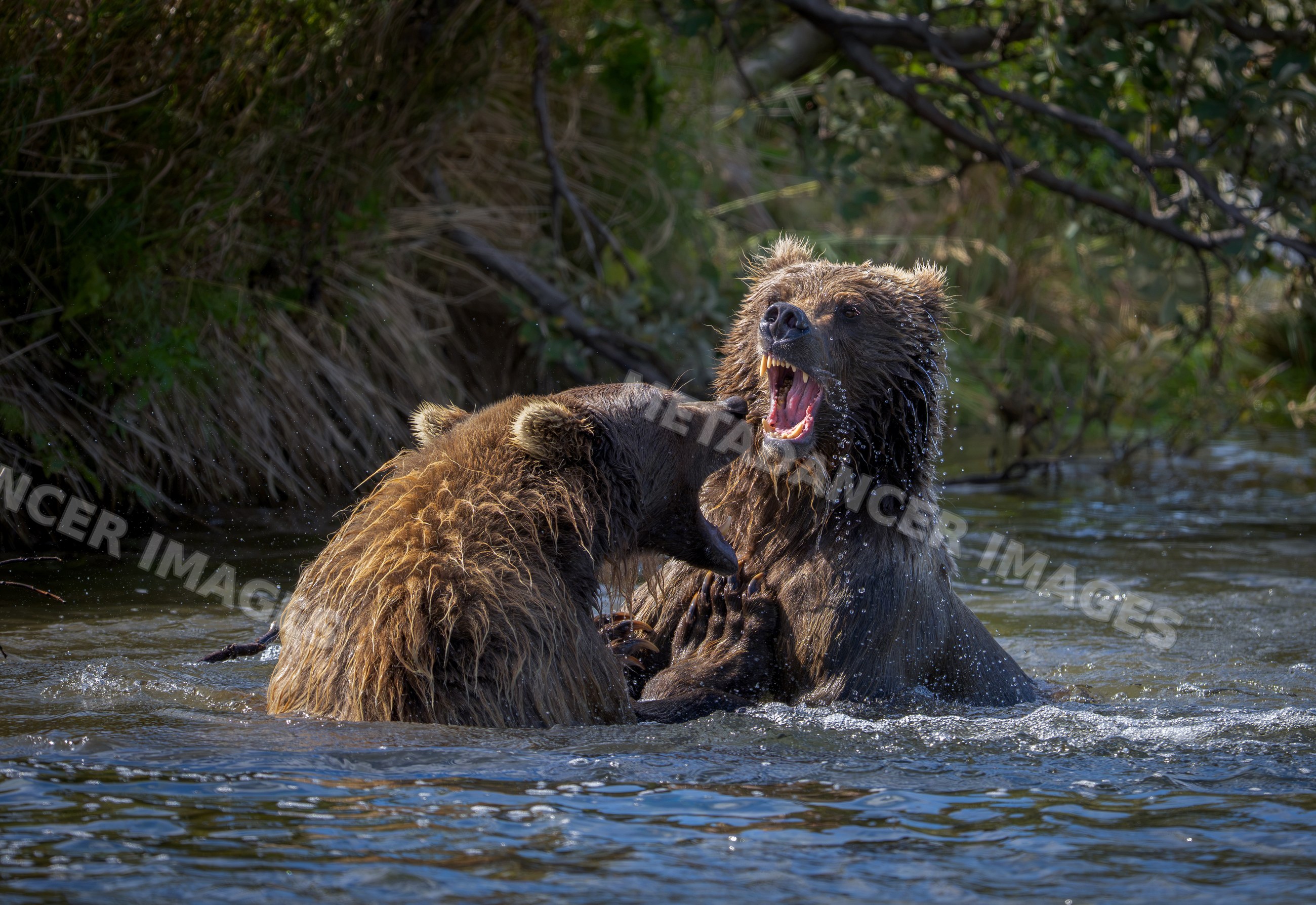 Alaskan Brown bears fighting in river at Katmai National Park Alaska