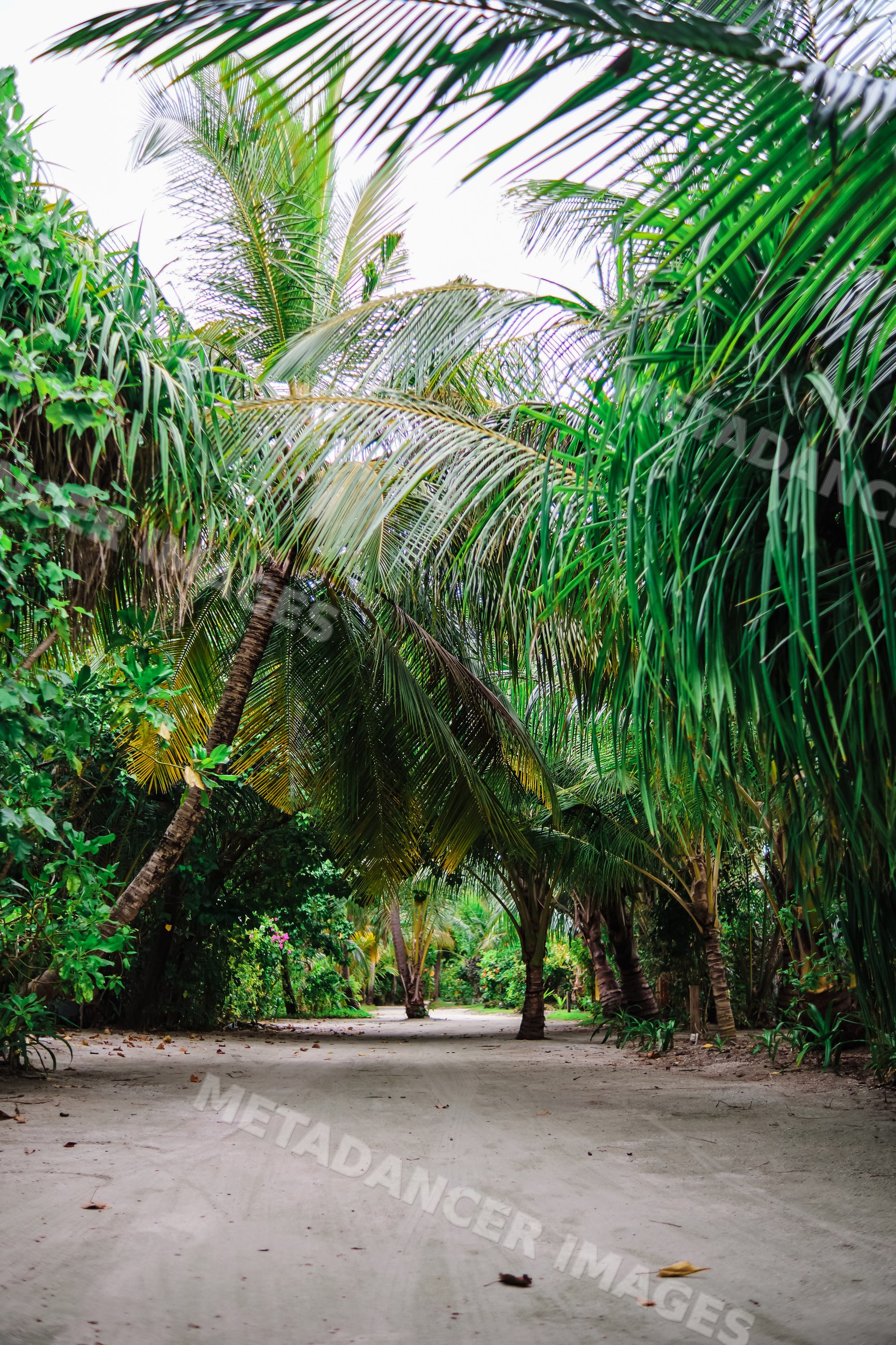 A sandy tropical path lined with palm trees and greenery