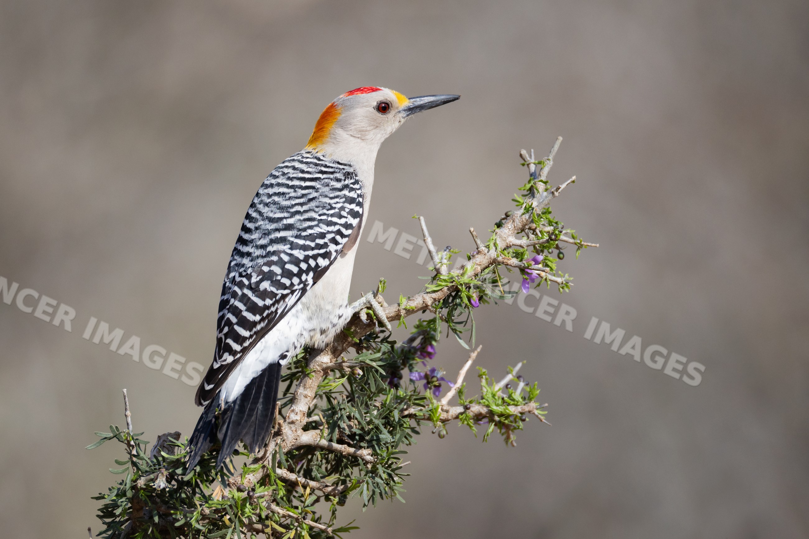 Golden-Fronted Woodpecker perched on huisache bush branch