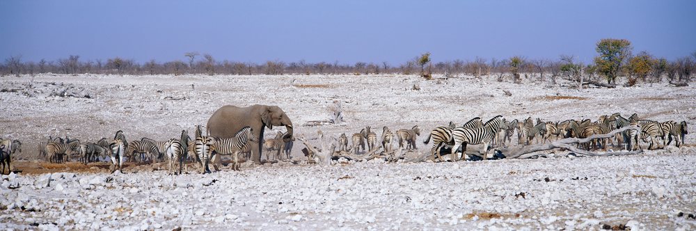Zebra herd and elephant, africa