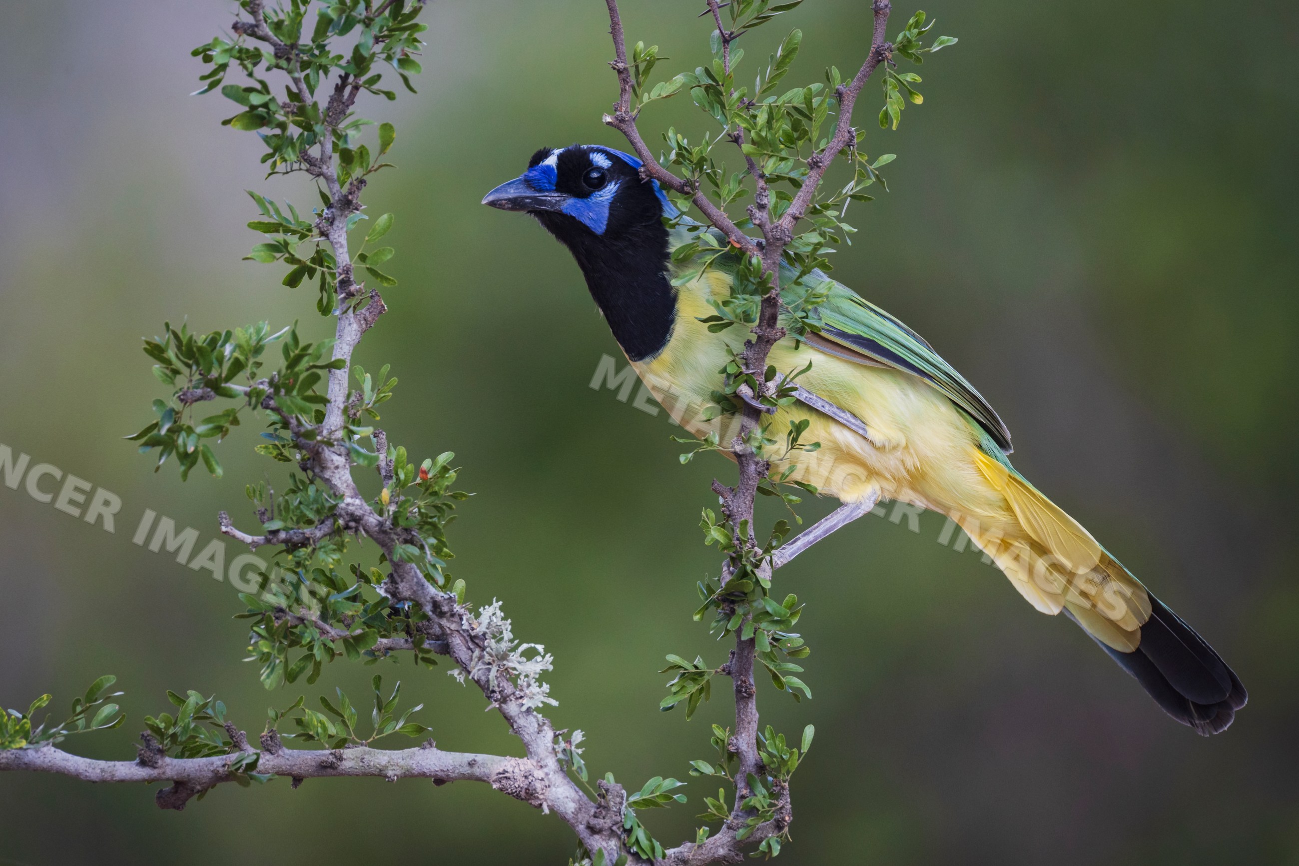 Green jay perched on tree branch in Texas wildlife